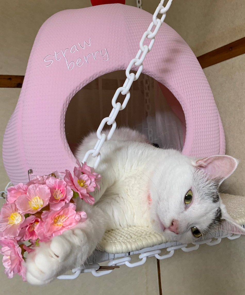 がるちゃん猫カフェ92号店開店しました♫(初めての方も大歓迎♫）