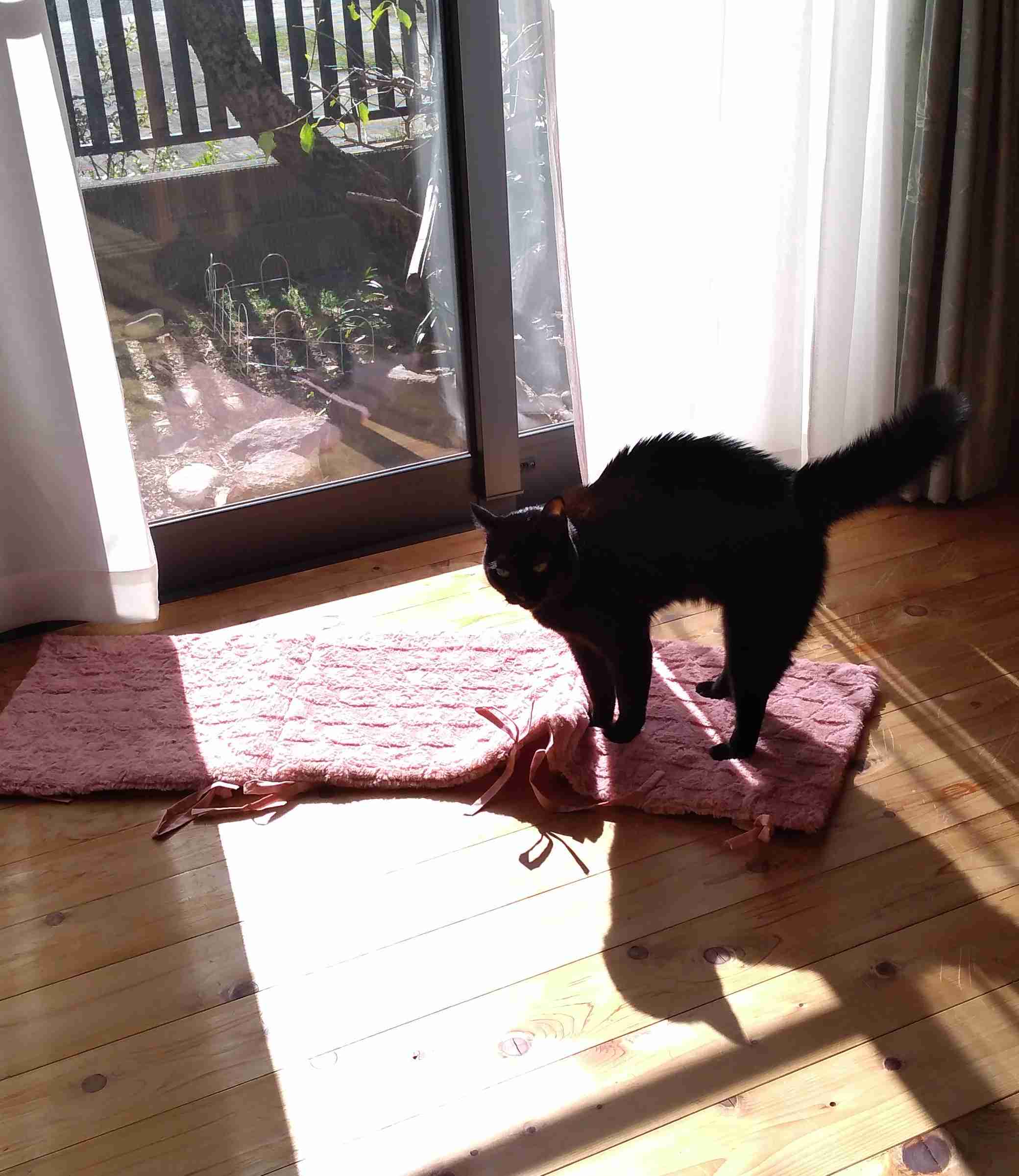 がるちゃん猫カフェ92号店開店しました♫(初めての方も大歓迎♫）