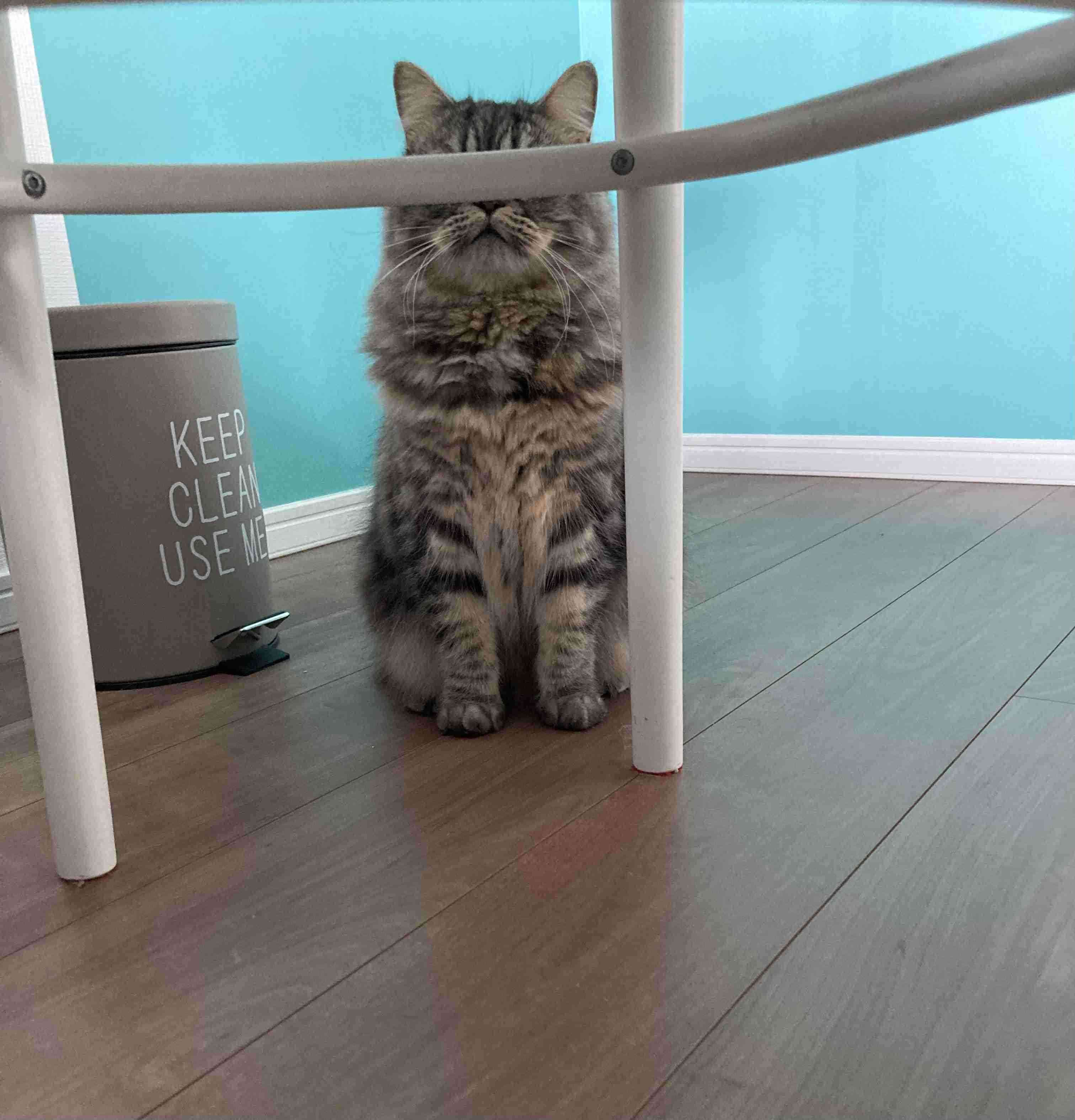 がるちゃん猫カフェ92号店開店しました♫(初めての方も大歓迎♫）