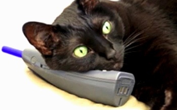 がるちゃん猫カフェ92号店開店しました♫(初めての方も大歓迎♫）