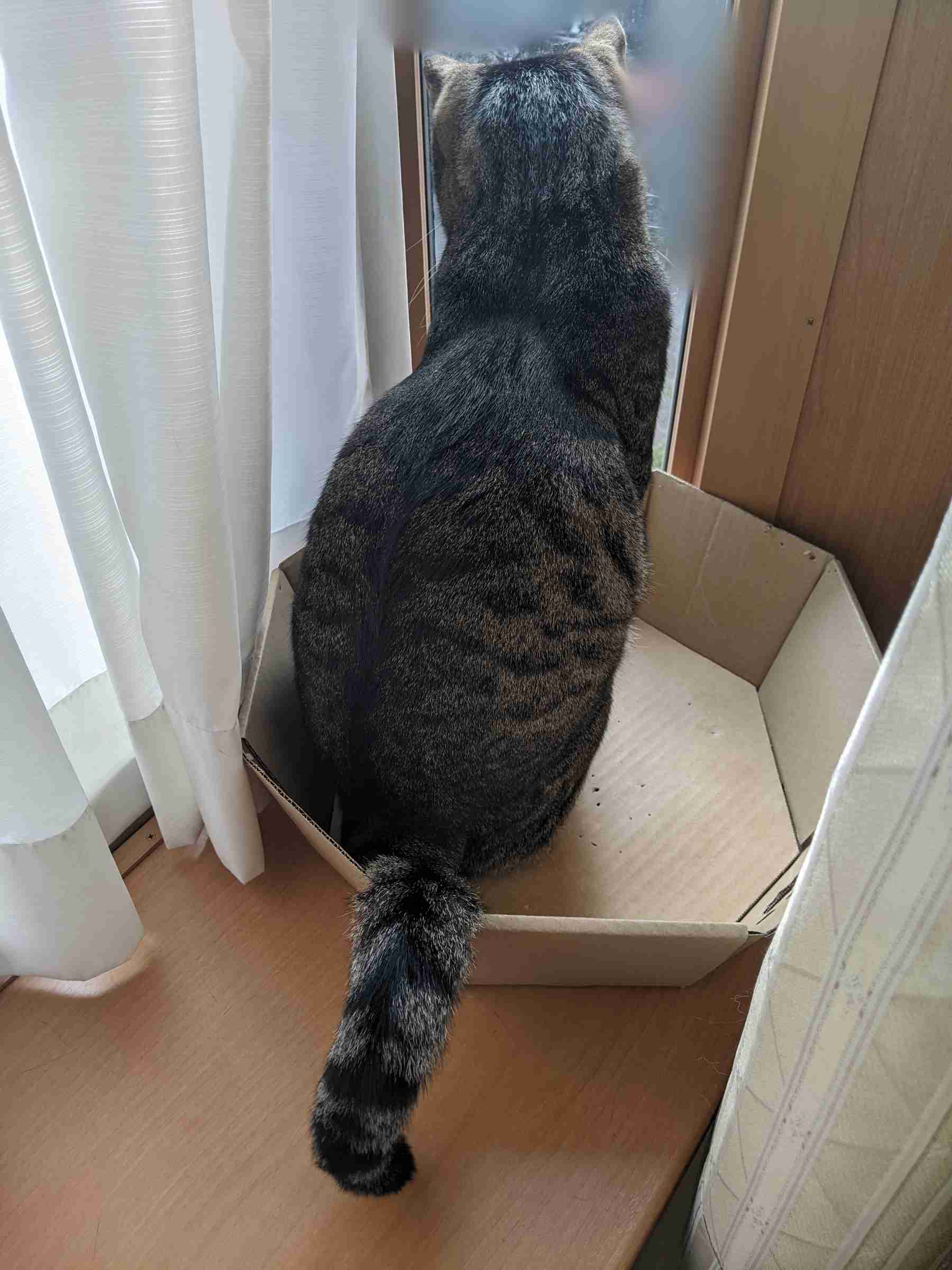 がるちゃん猫カフェ92号店開店しました♫(初めての方も大歓迎♫）