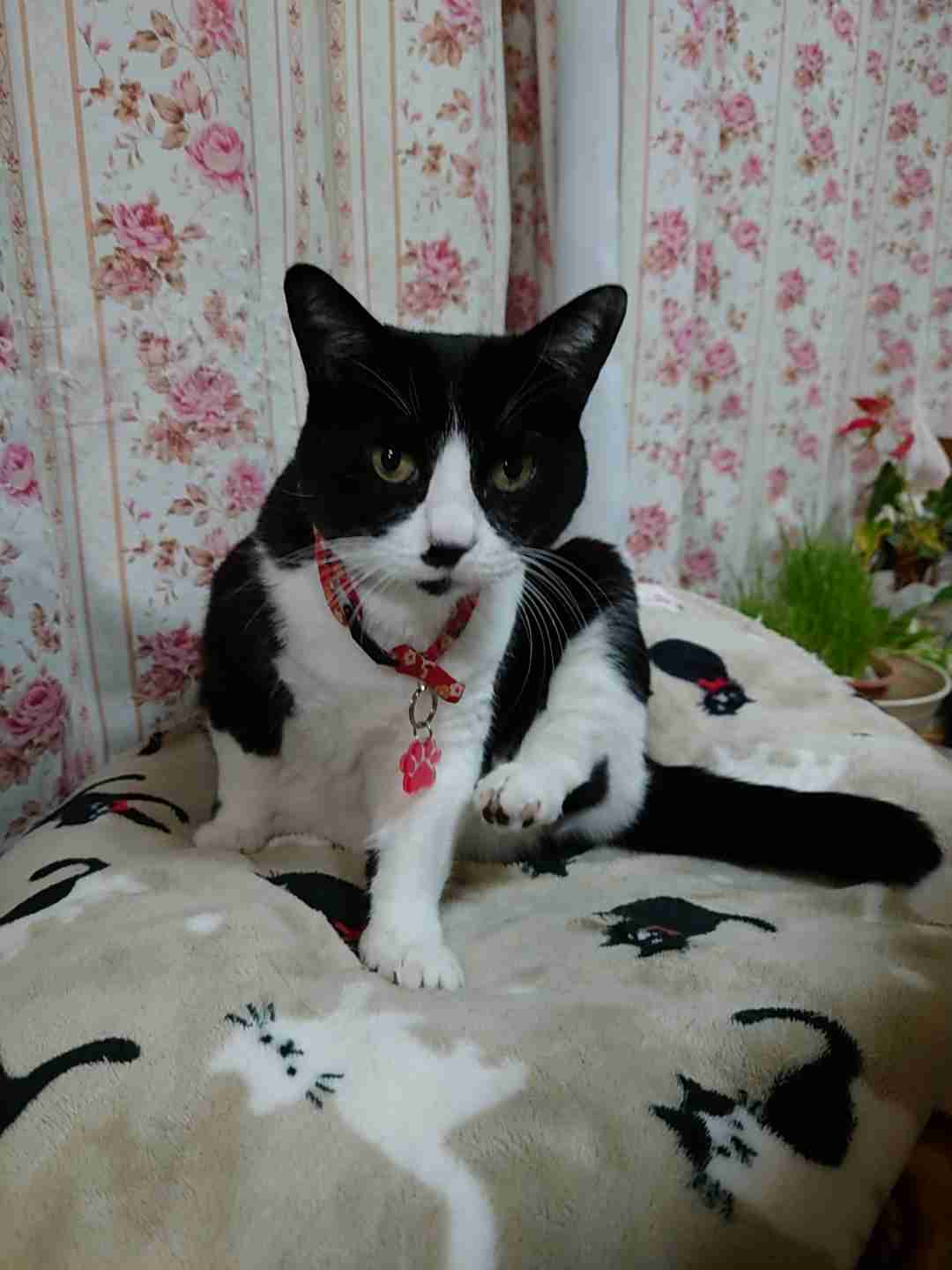 がるちゃん猫カフェ92号店開店しました♫(初めての方も大歓迎♫）