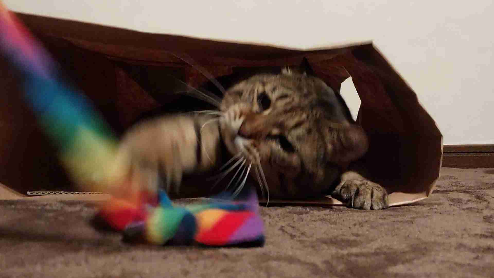 がるちゃん猫カフェ92号店開店しました♫(初めての方も大歓迎♫）