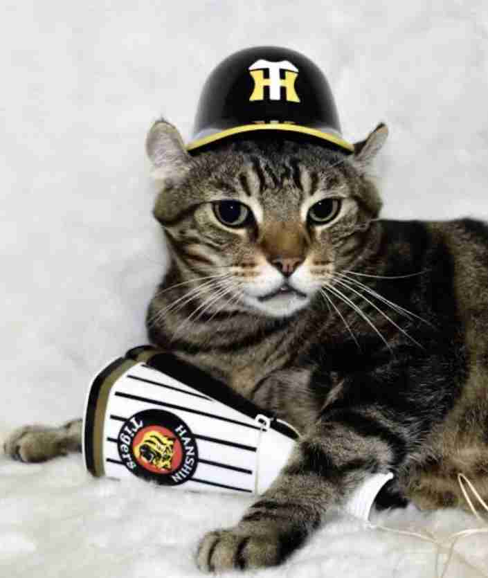 がるちゃん猫カフェ92号店開店しました♫(初めての方も大歓迎♫）