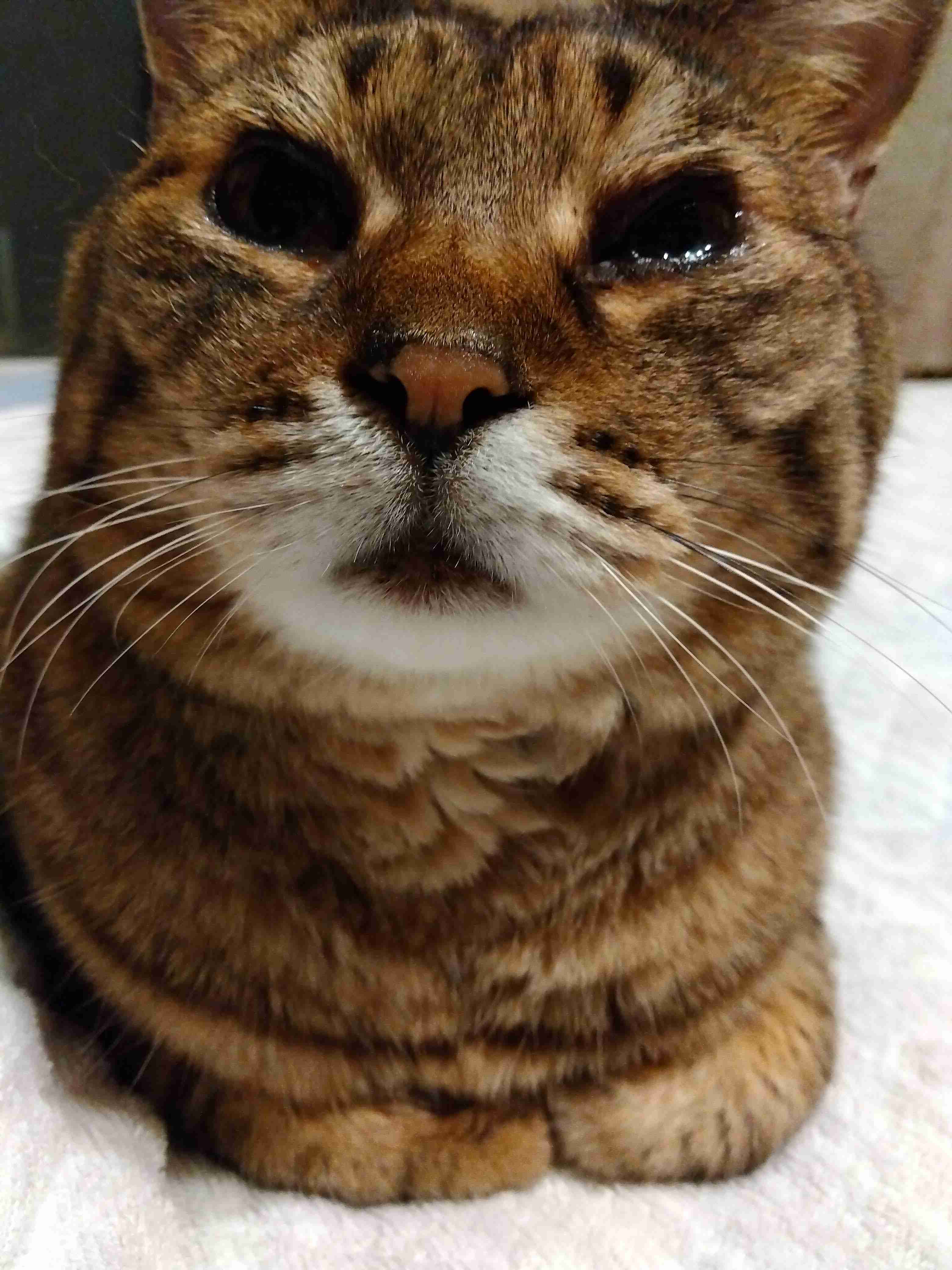 がるちゃん猫カフェ92号店開店しました♫(初めての方も大歓迎♫）