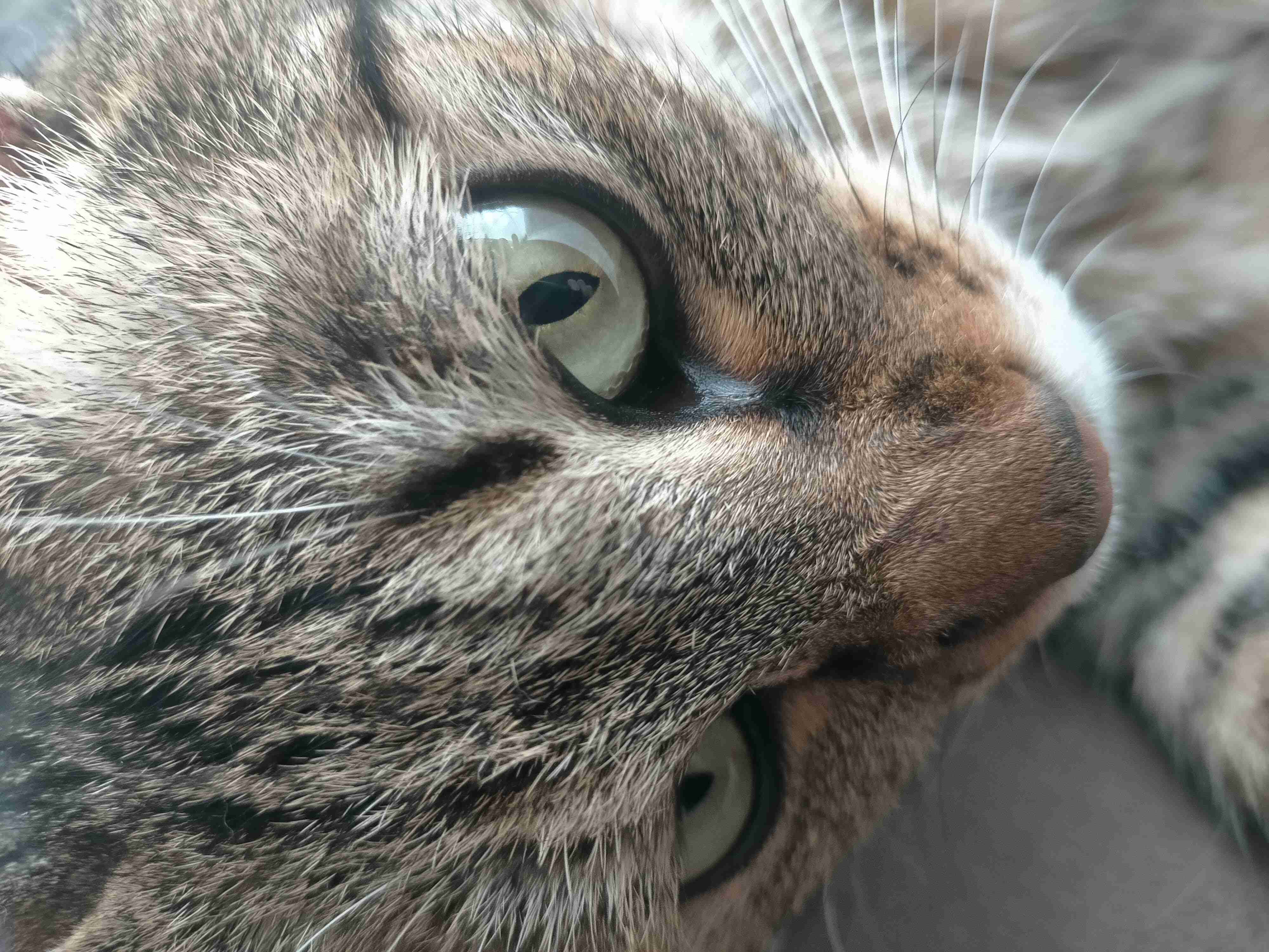 がるちゃん猫カフェ92号店開店しました♫(初めての方も大歓迎♫）