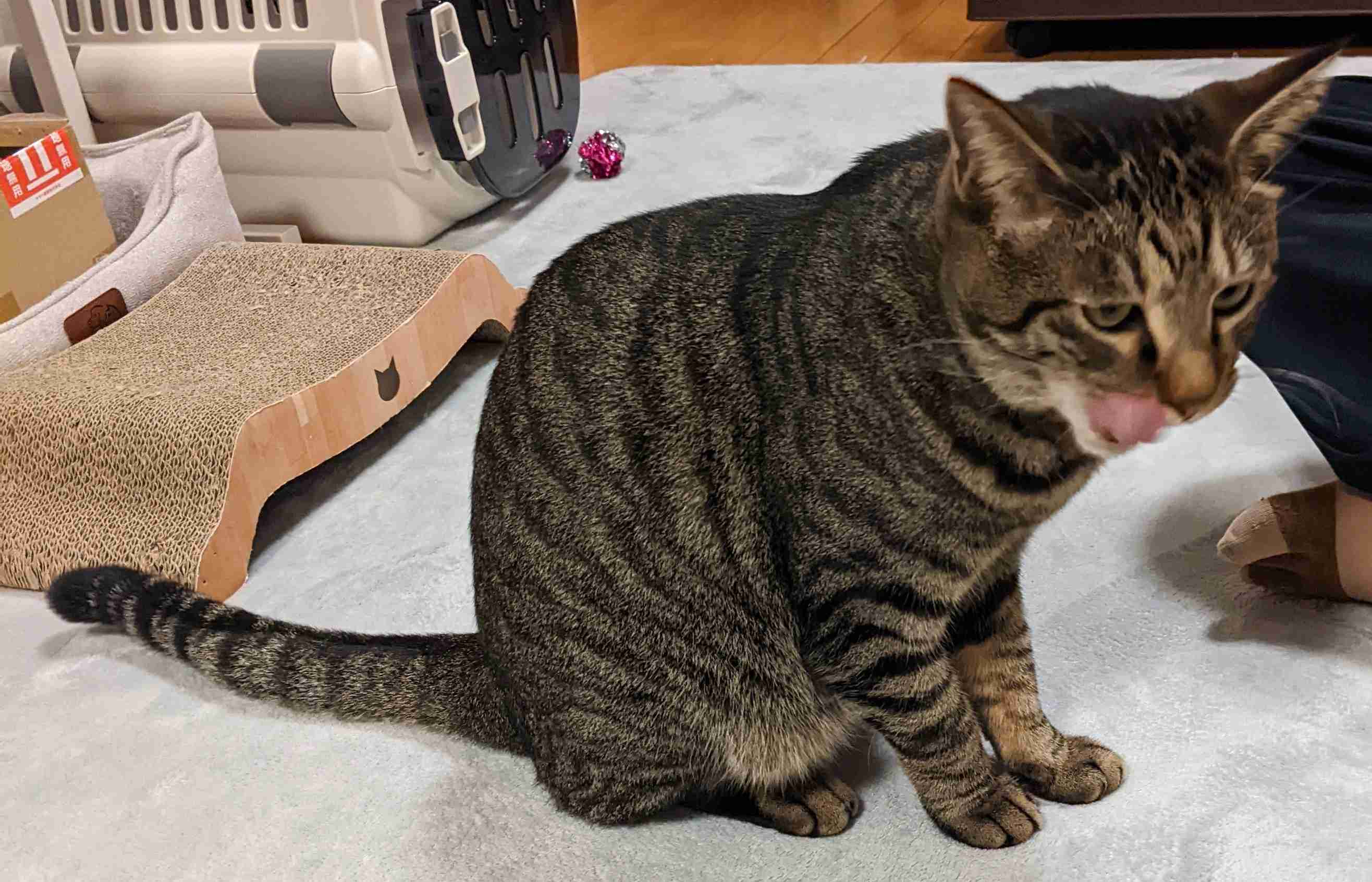 がるちゃん猫カフェ92号店開店しました♫(初めての方も大歓迎♫）