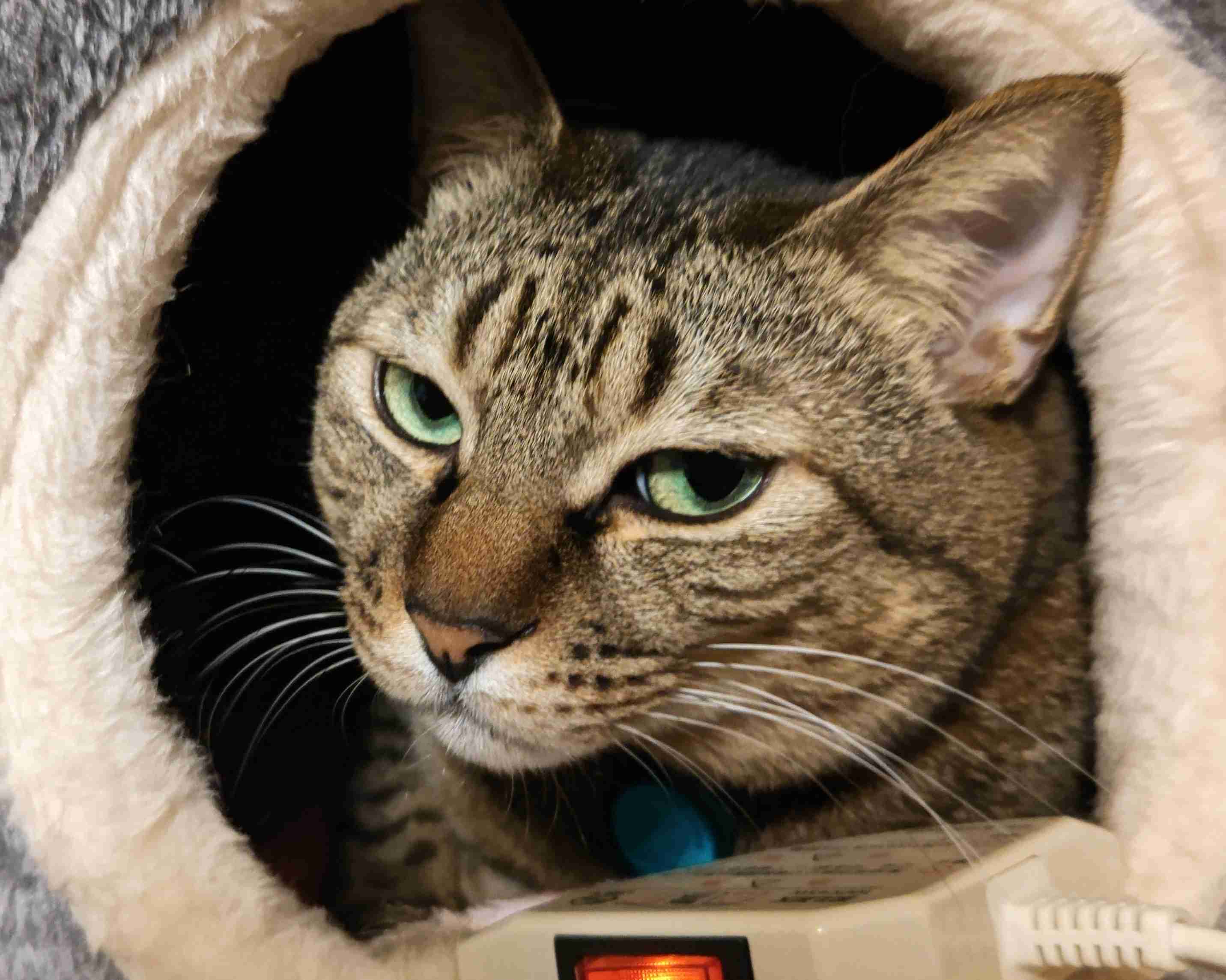 がるちゃん猫カフェ92号店開店しました♫(初めての方も大歓迎♫）