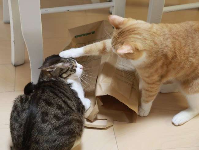 がるちゃん猫カフェ92号店開店しました♫(初めての方も大歓迎♫）