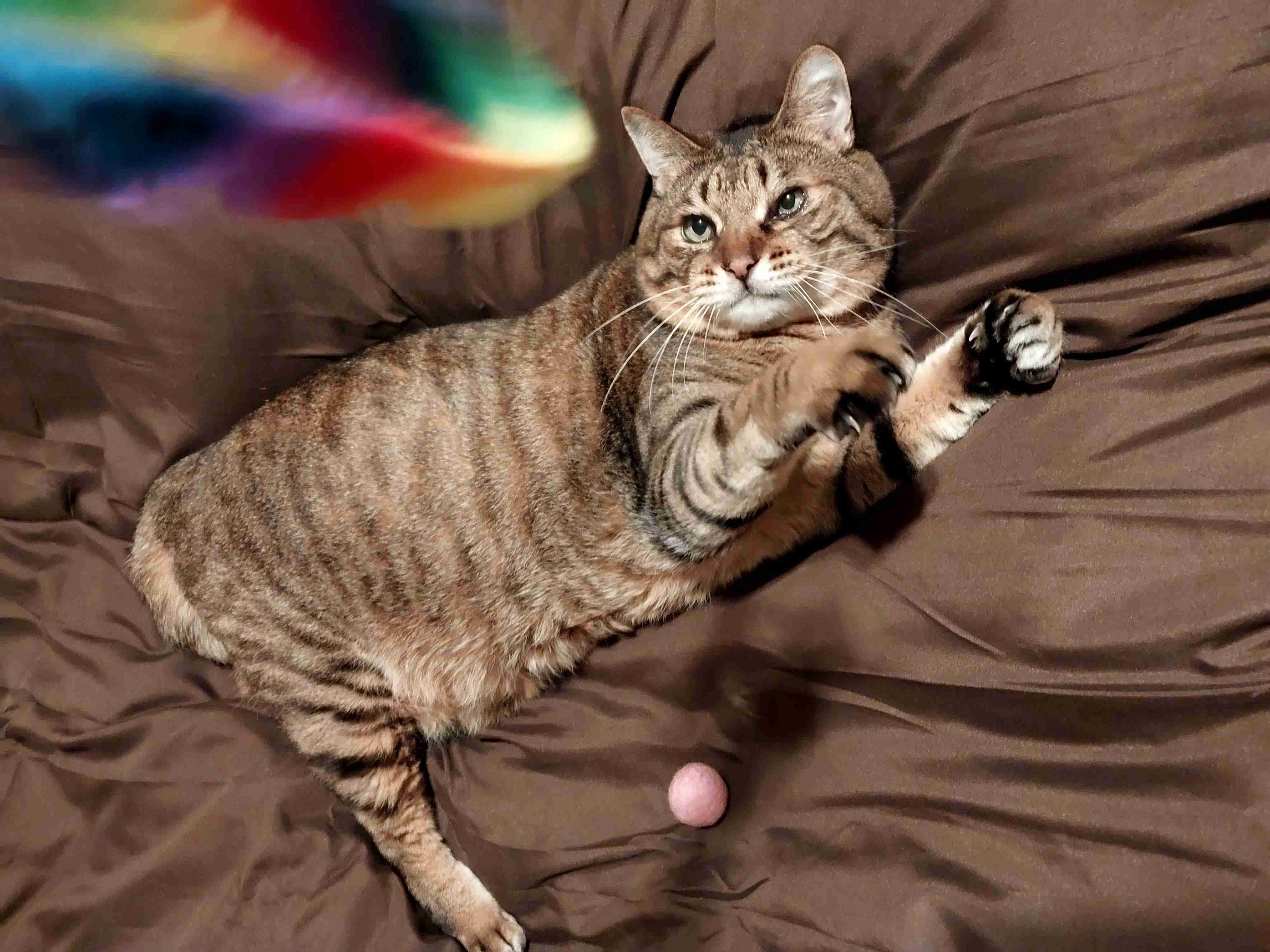 がるちゃん猫カフェ92号店開店しました♫(初めての方も大歓迎♫）