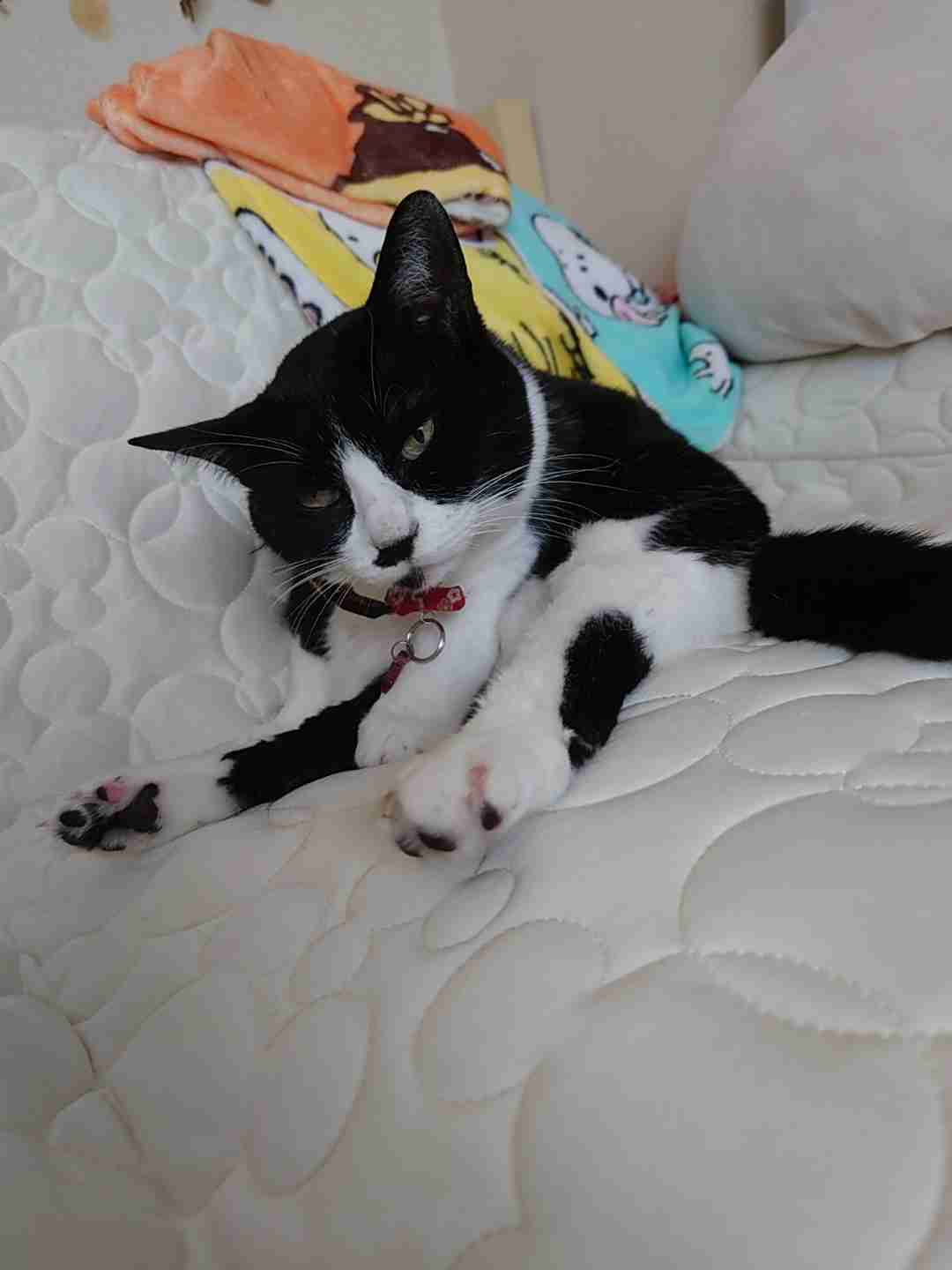 がるちゃん猫カフェ92号店開店しました♫(初めての方も大歓迎♫）