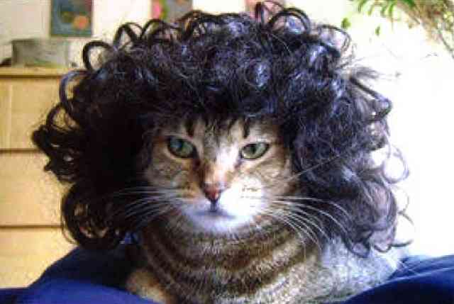 がるちゃん猫カフェ92号店開店しました♫(初めての方も大歓迎♫）