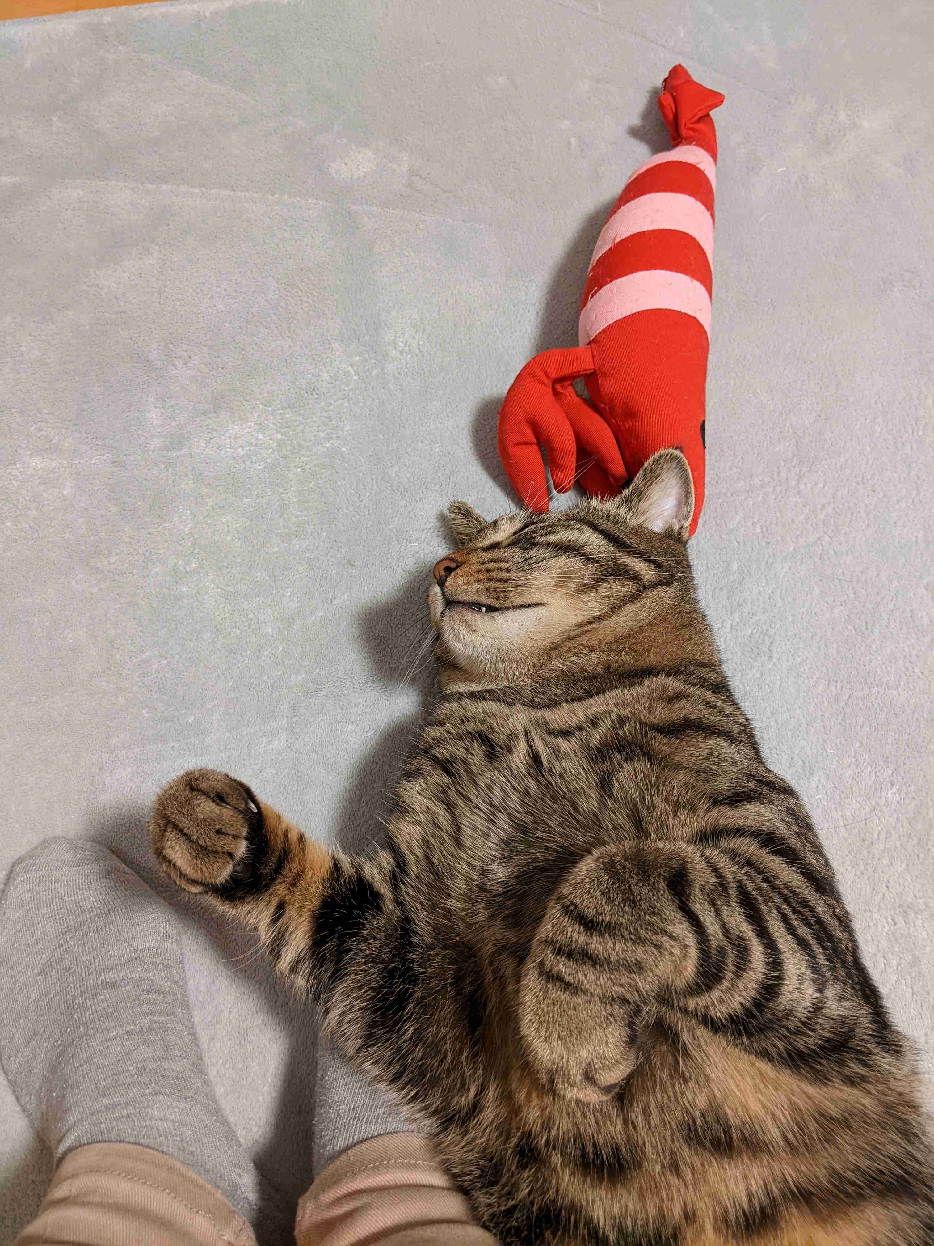 がるちゃん猫カフェ92号店開店しました♫(初めての方も大歓迎♫）