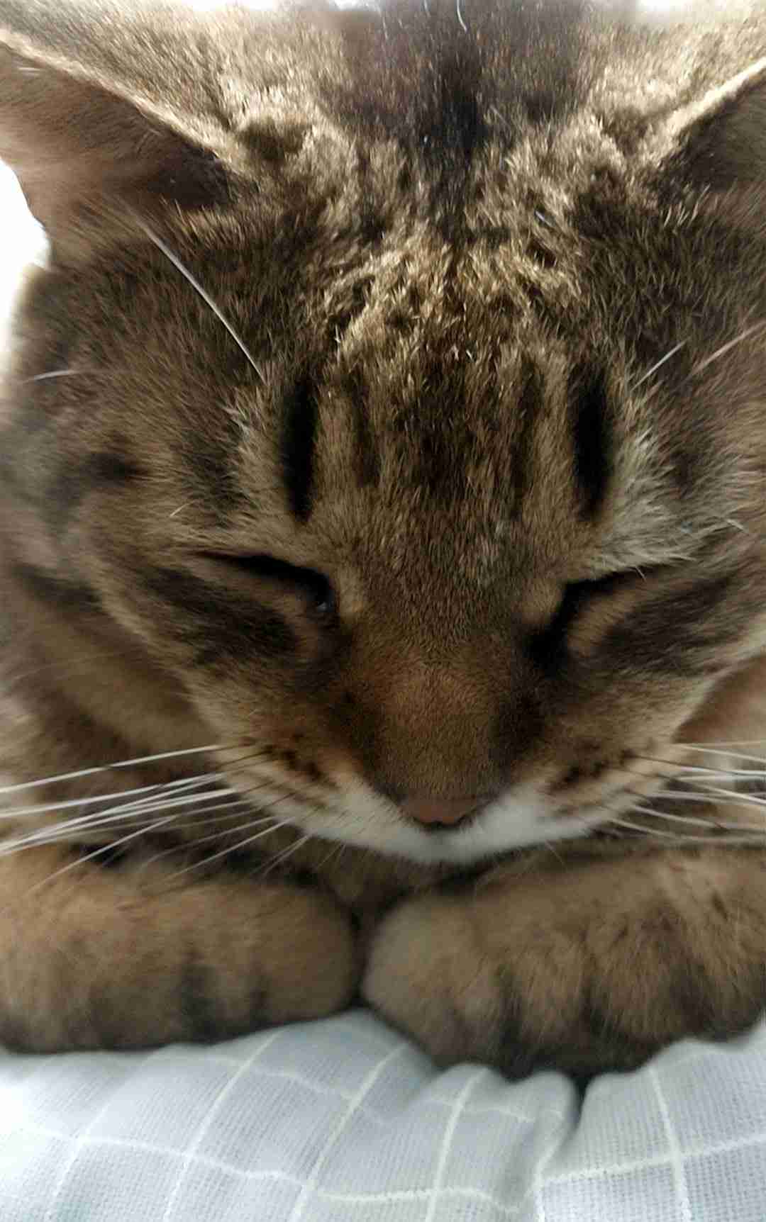 がるちゃん猫カフェ92号店開店しました♫(初めての方も大歓迎♫）