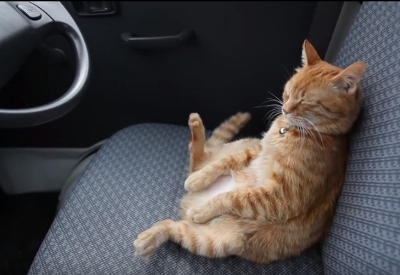 がるちゃん猫カフェ92号店開店しました♫(初めての方も大歓迎♫）