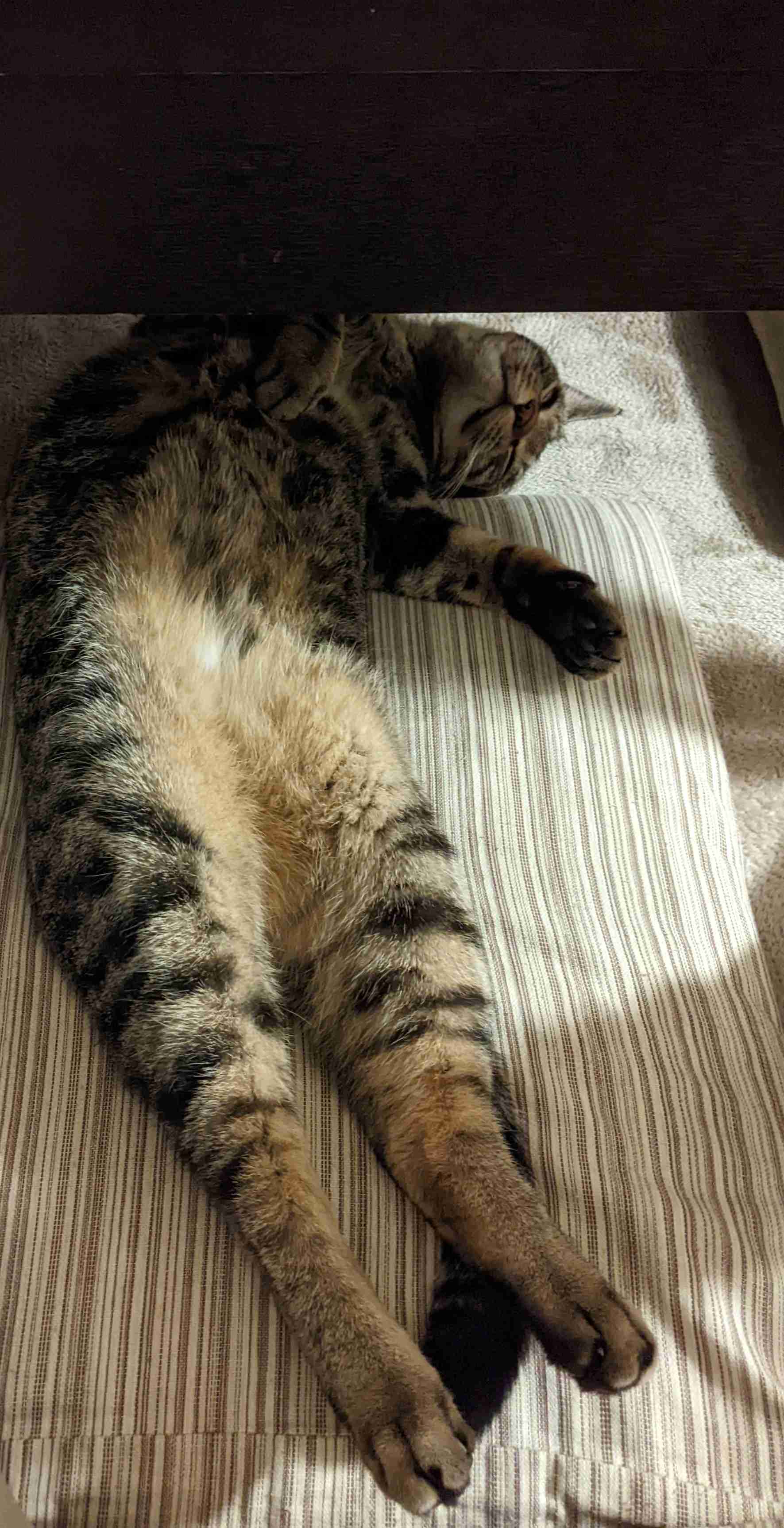 がるちゃん猫カフェ92号店開店しました♫(初めての方も大歓迎♫）