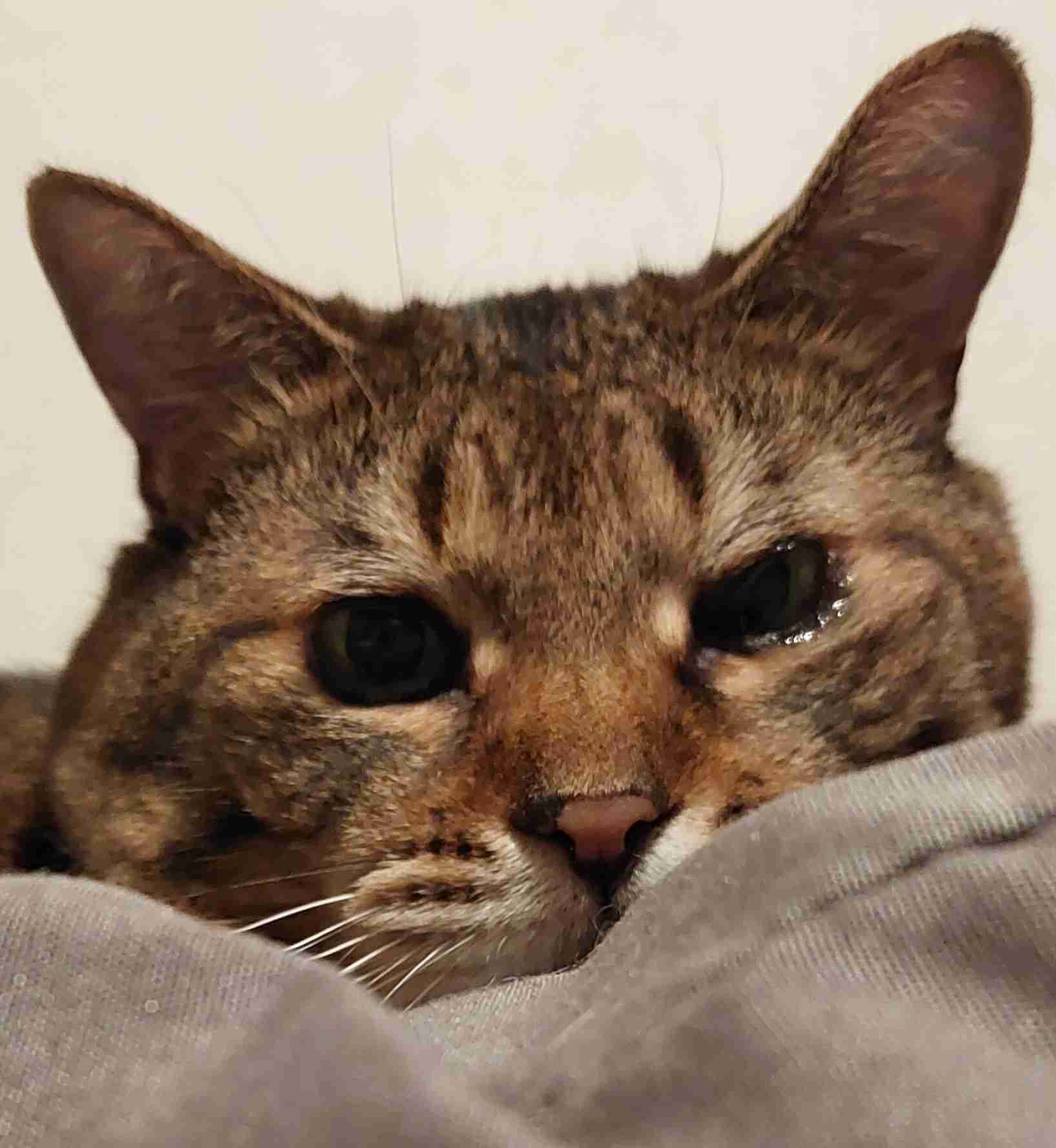 がるちゃん猫カフェ92号店開店しました♫(初めての方も大歓迎♫）