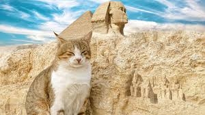 がるちゃん猫カフェ92号店開店しました♫(初めての方も大歓迎♫）