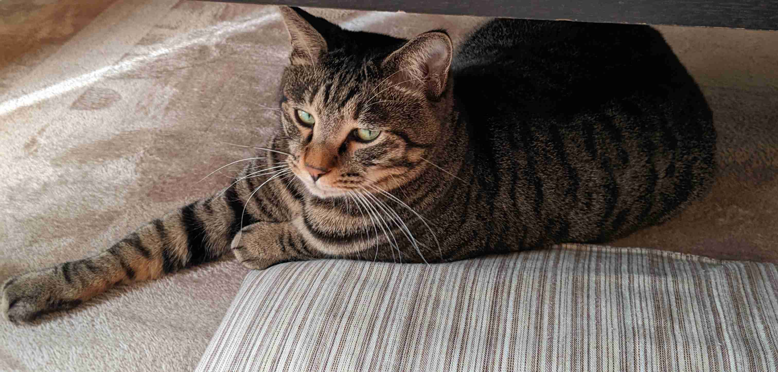 がるちゃん猫カフェ92号店開店しました♫(初めての方も大歓迎♫）