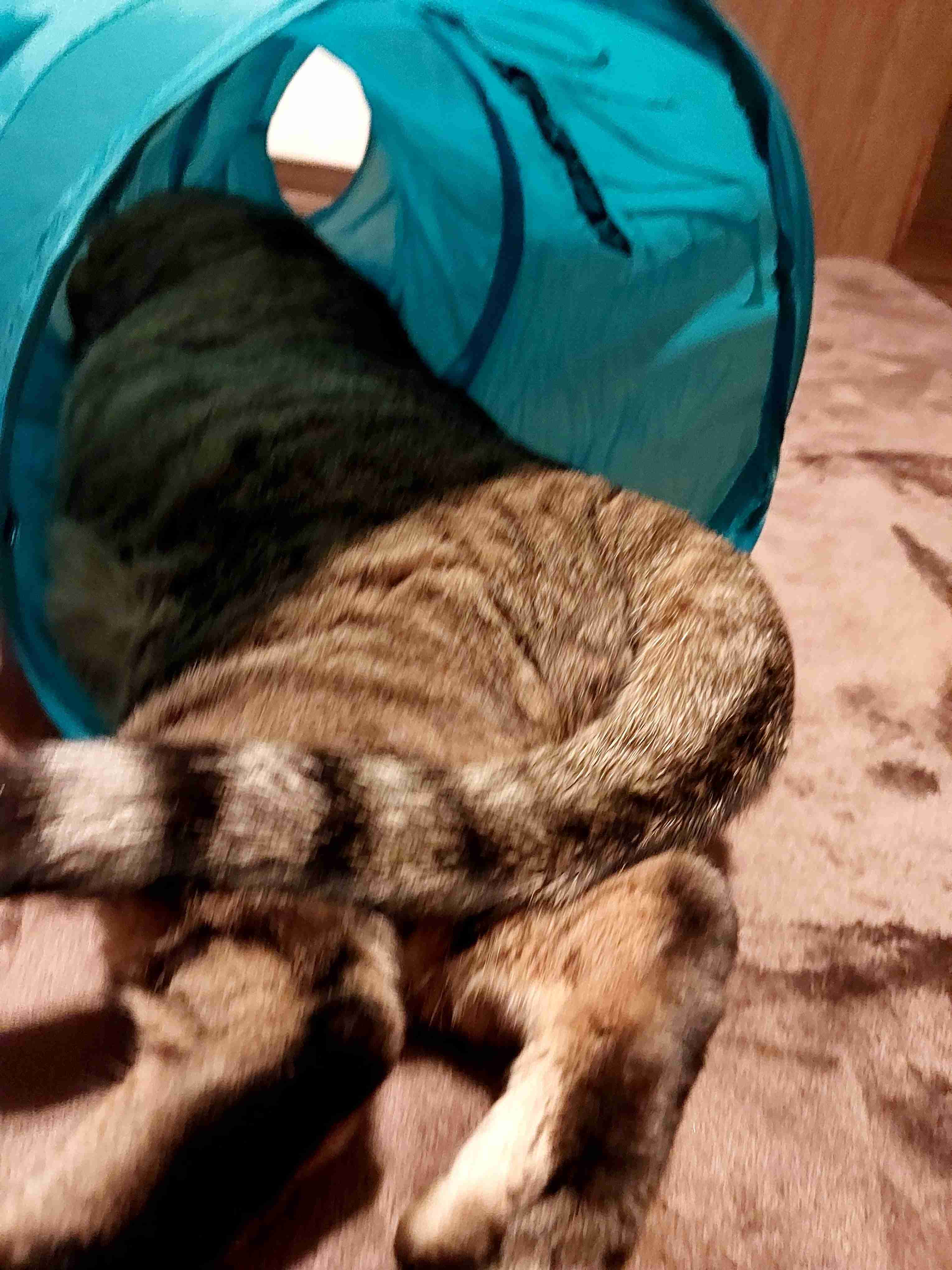 がるちゃん猫カフェ92号店開店しました♫(初めての方も大歓迎♫）