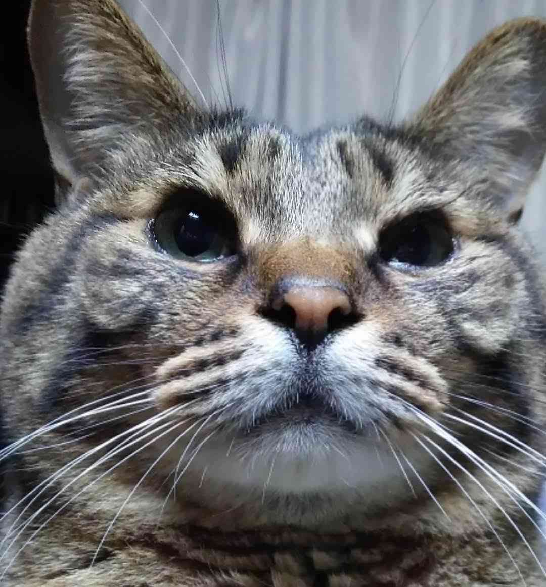 がるちゃん猫カフェ92号店開店しました♫(初めての方も大歓迎♫）