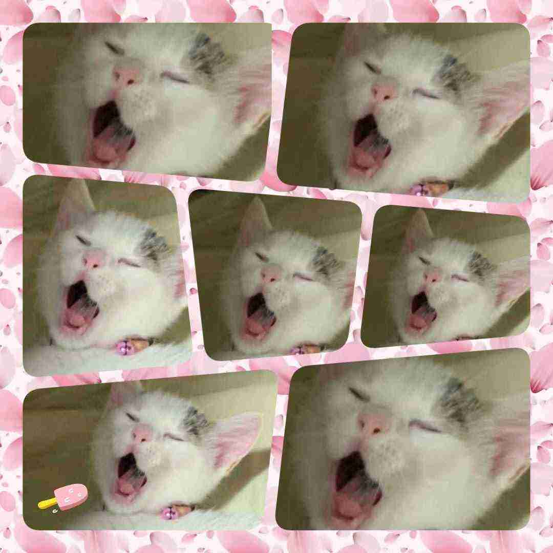 がるちゃん猫カフェ92号店開店しました♫(初めての方も大歓迎♫）