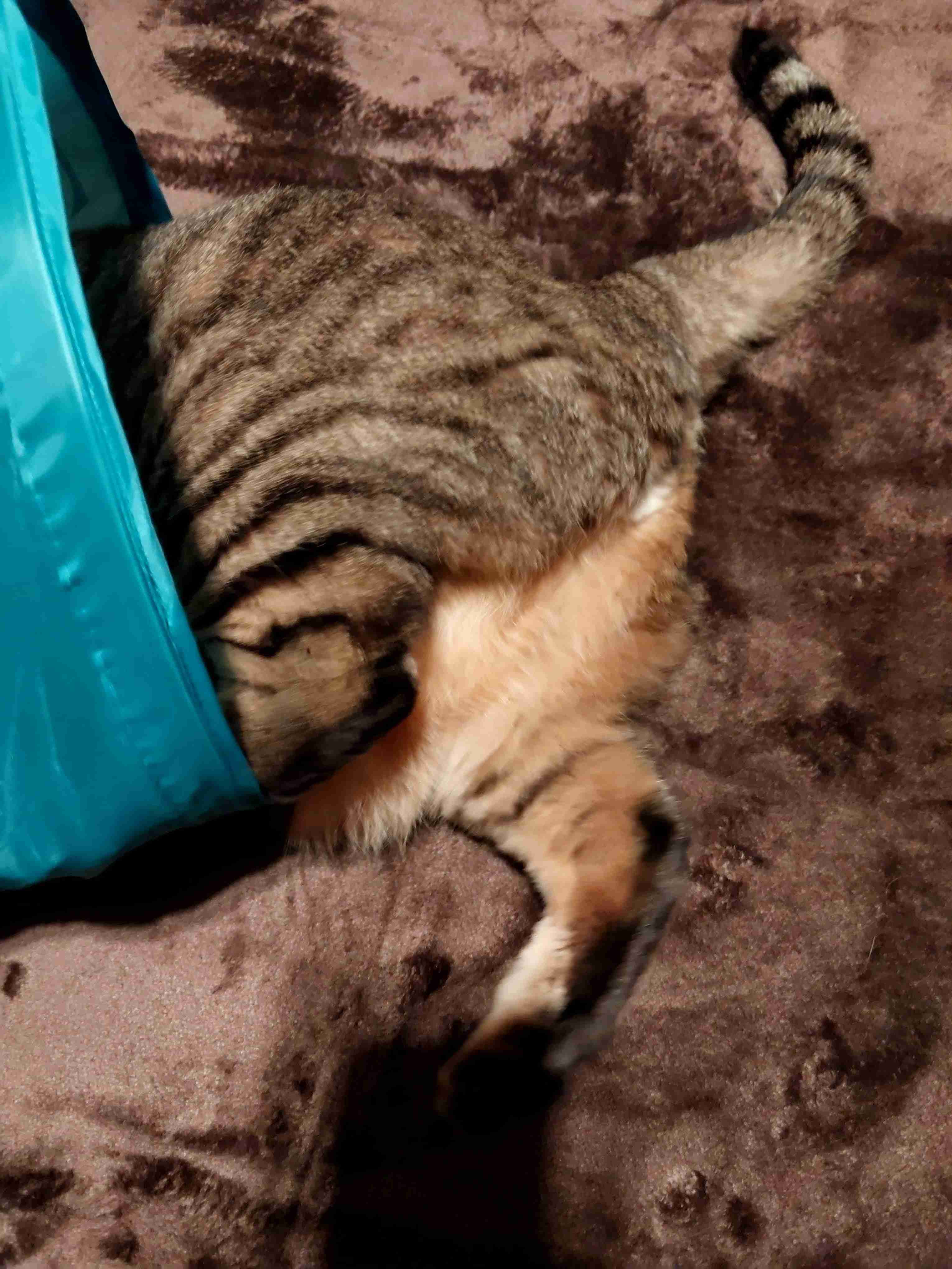 がるちゃん猫カフェ92号店開店しました♫(初めての方も大歓迎♫）