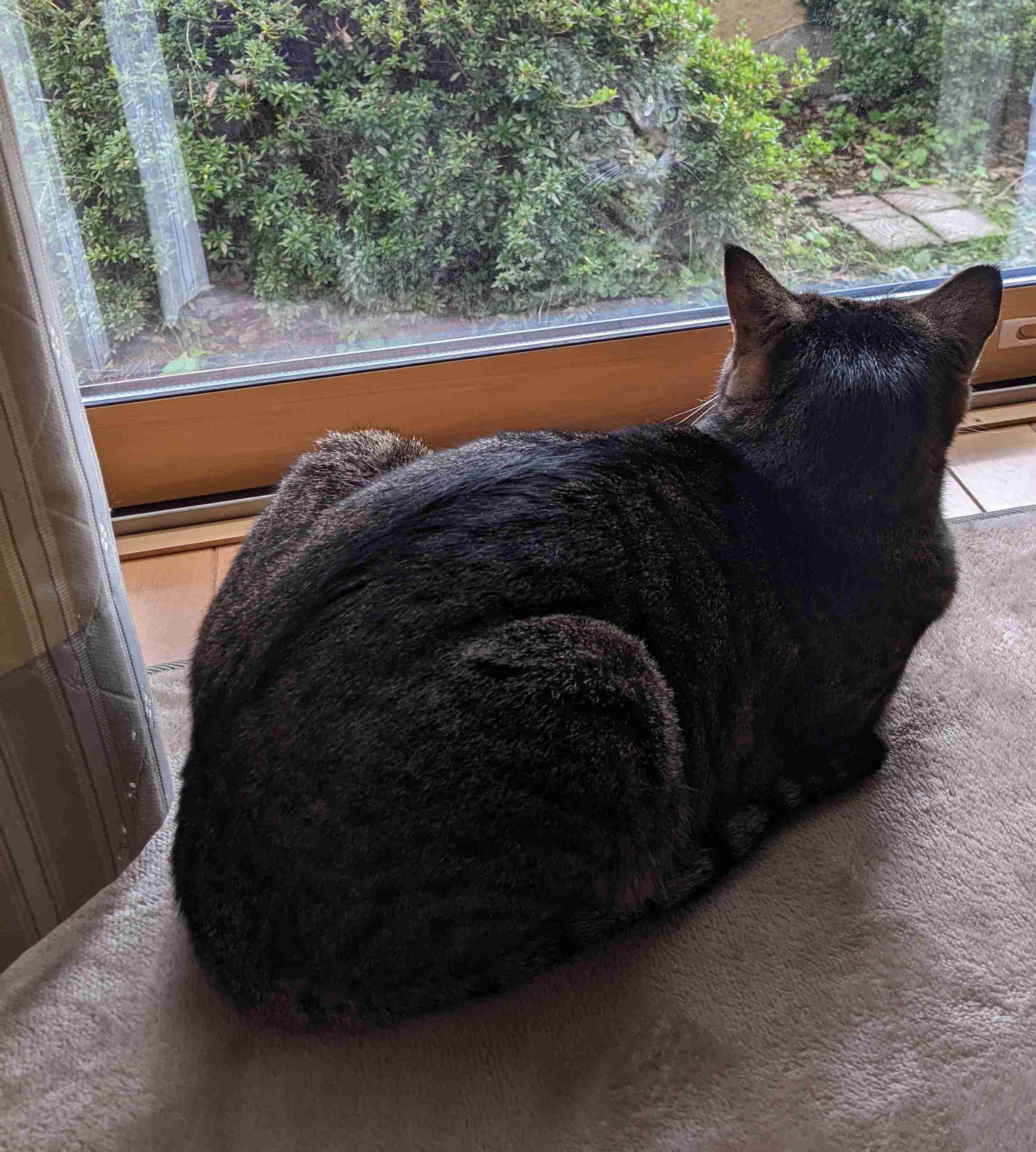 がるちゃん猫カフェ92号店開店しました♫(初めての方も大歓迎♫）