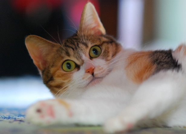 がるちゃん猫カフェ92号店開店しました♫(初めての方も大歓迎♫）