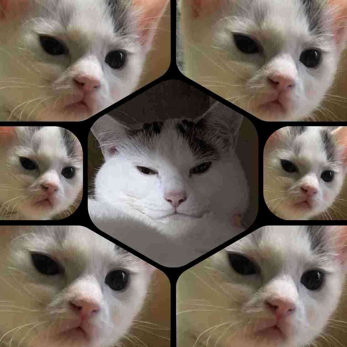 がるちゃん猫カフェ92号店開店しました♫(初めての方も大歓迎♫）