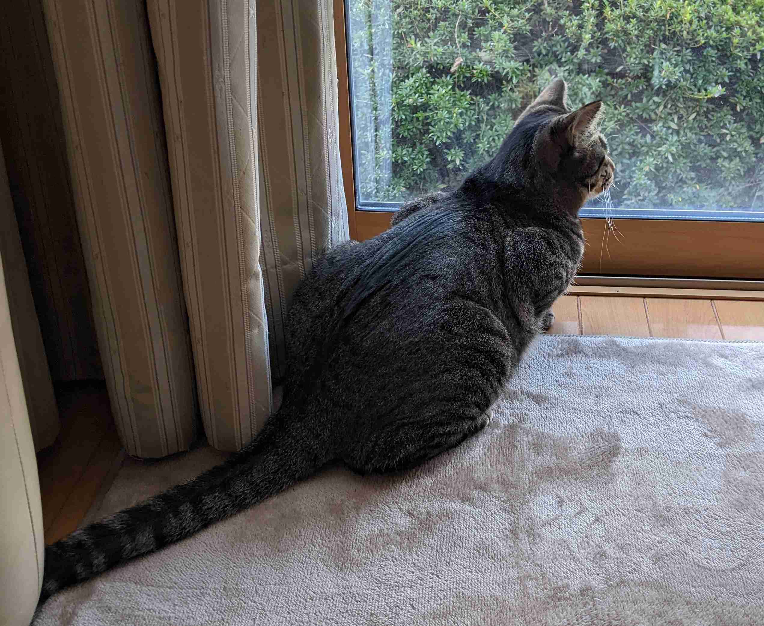 がるちゃん猫カフェ92号店開店しました♫(初めての方も大歓迎♫）