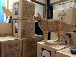 がるちゃん猫カフェ92号店開店しました♫(初めての方も大歓迎♫）