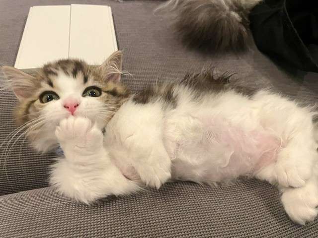 がるちゃん猫カフェ92号店開店しました♫(初めての方も大歓迎♫）