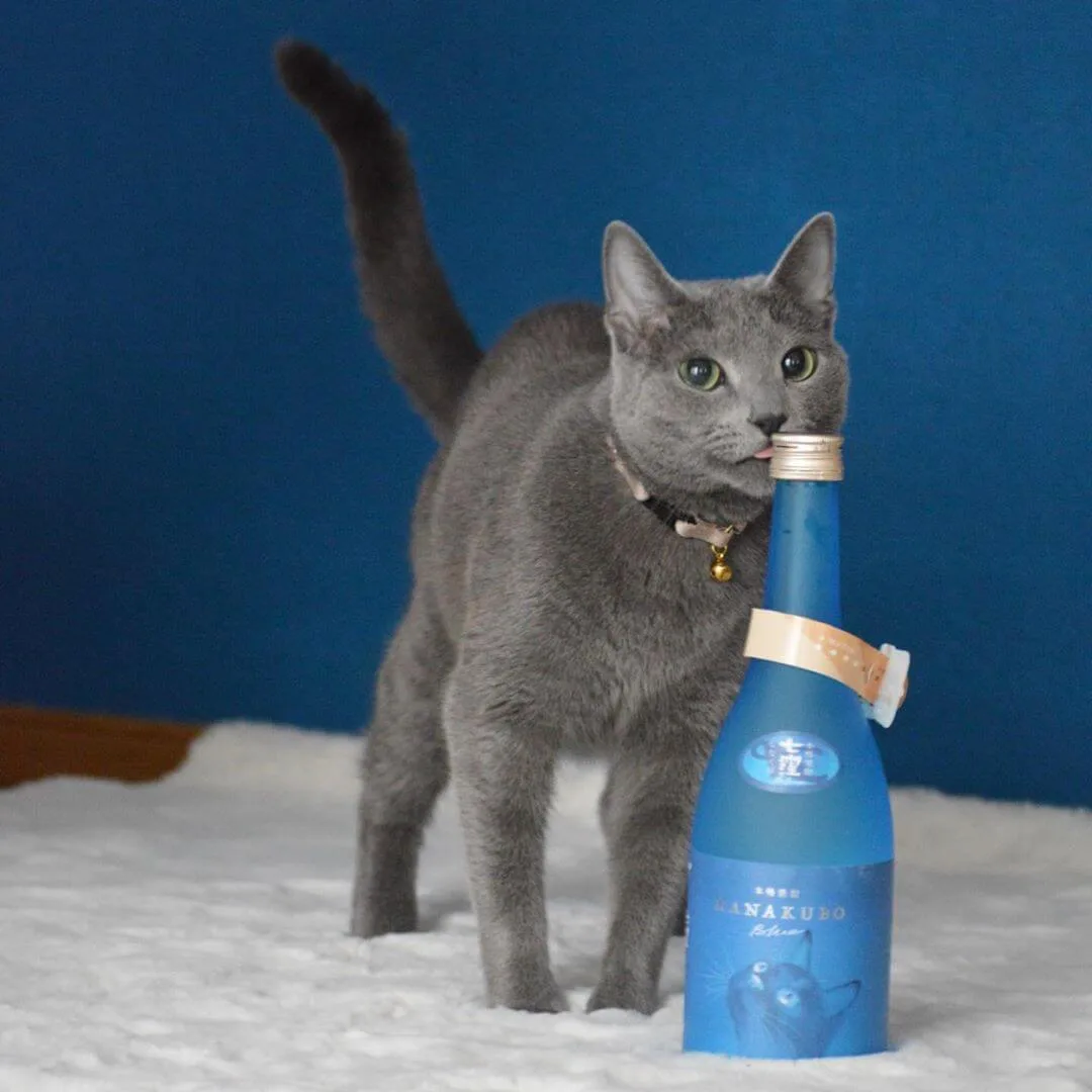 がるちゃん猫カフェ92号店開店しました♫(初めての方も大歓迎♫）