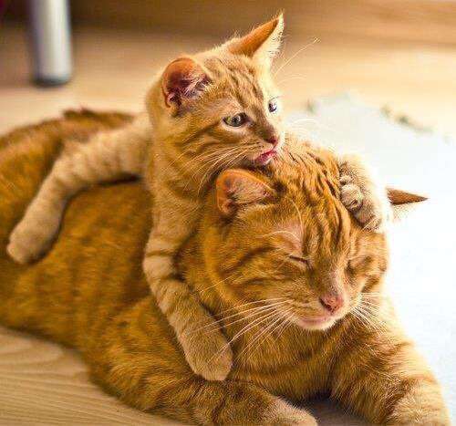 がるちゃん猫カフェ92号店開店しました♫(初めての方も大歓迎♫）