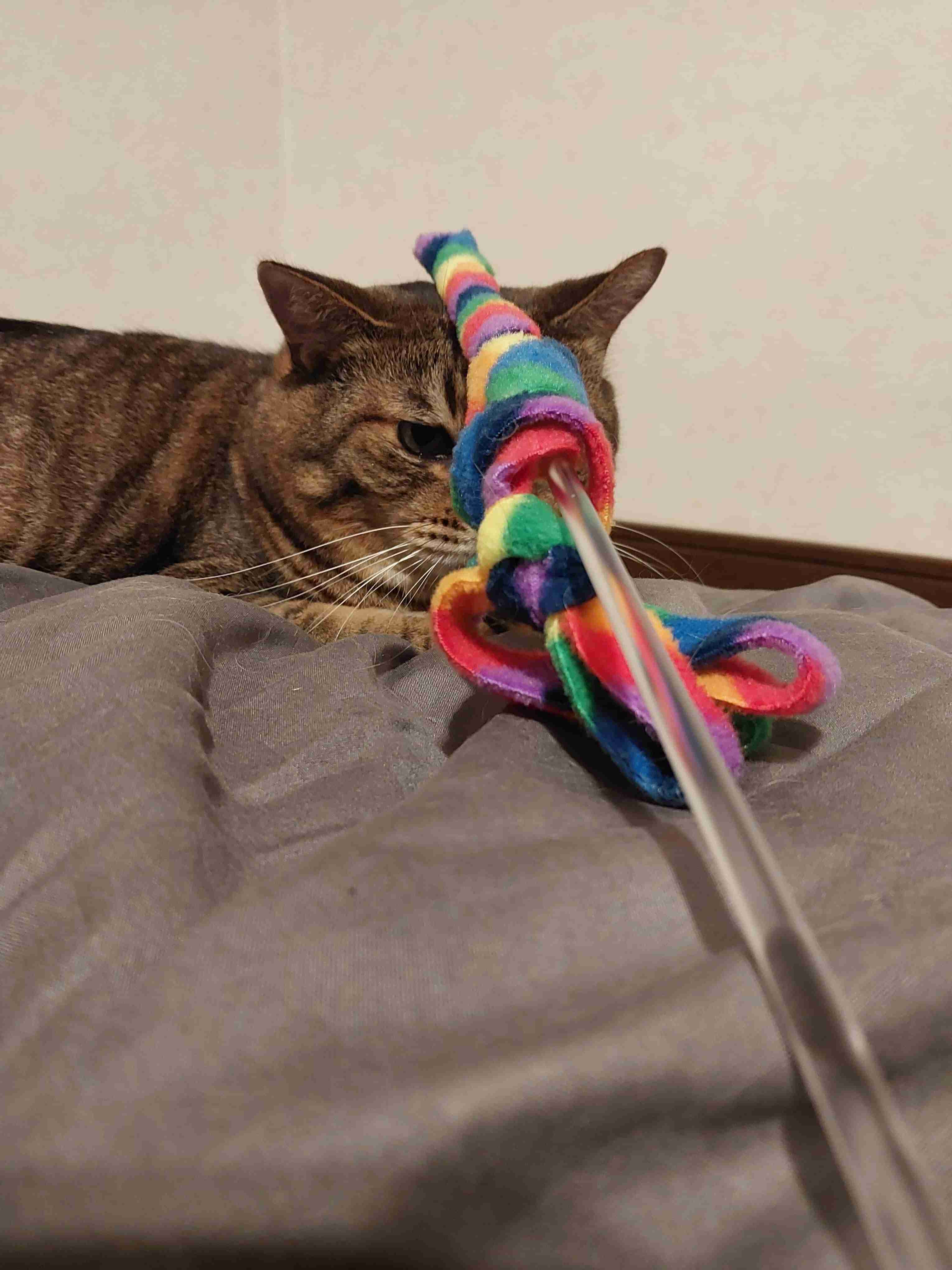 がるちゃん猫カフェ92号店開店しました♫(初めての方も大歓迎♫）