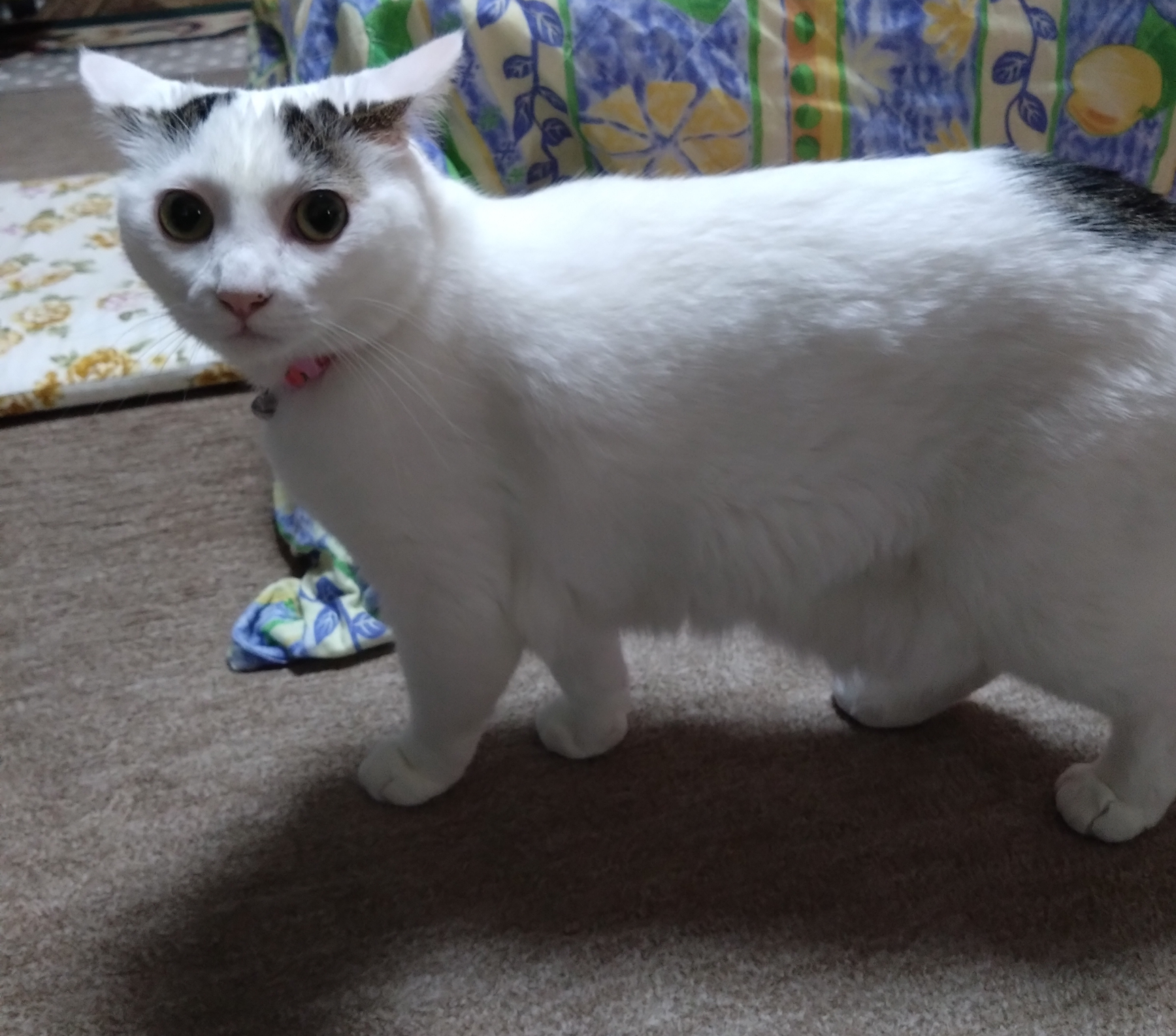 がるちゃん猫カフェ92号店開店しました♫(初めての方も大歓迎♫）