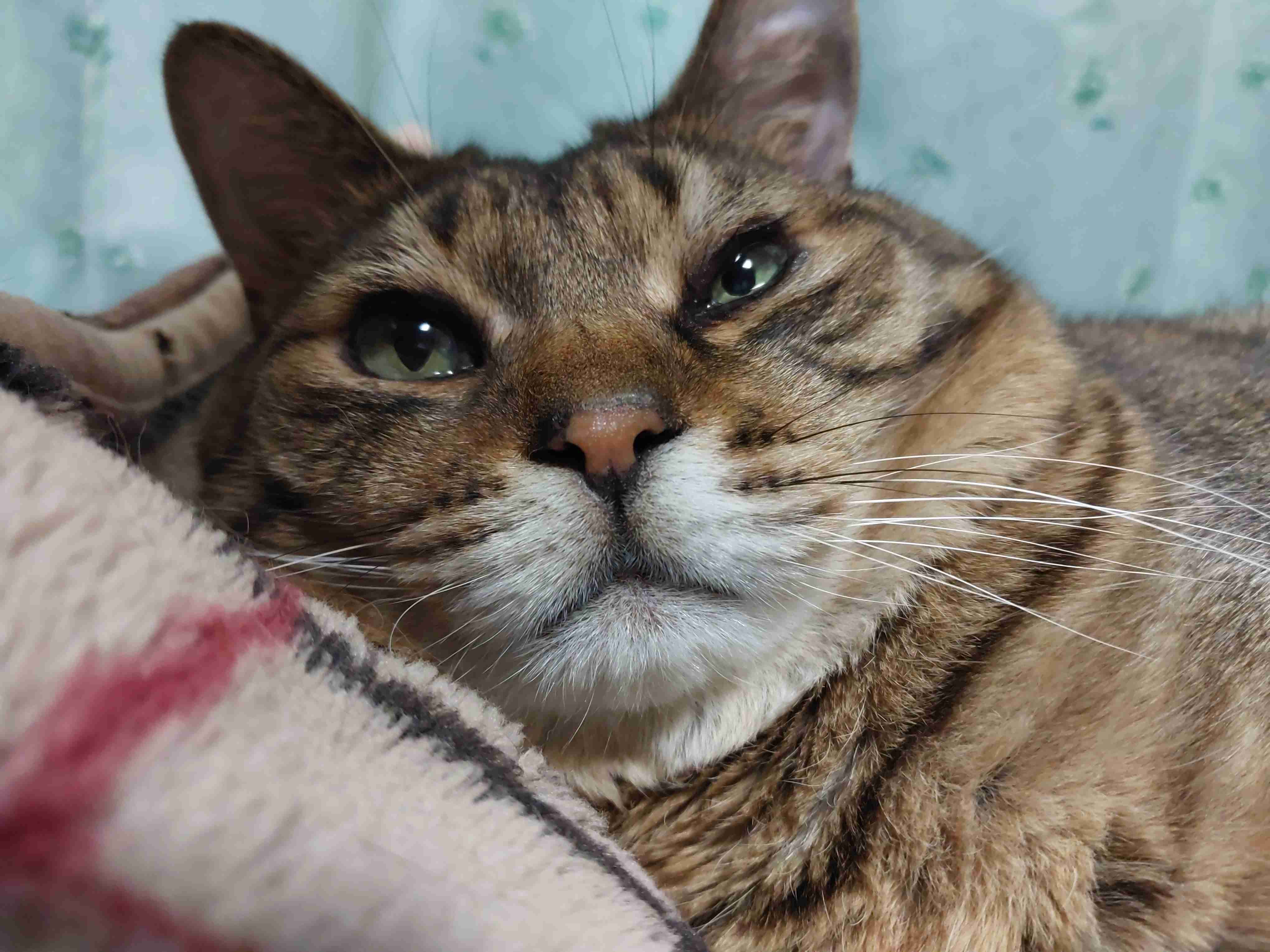 がるちゃん猫カフェ92号店開店しました♫(初めての方も大歓迎♫）