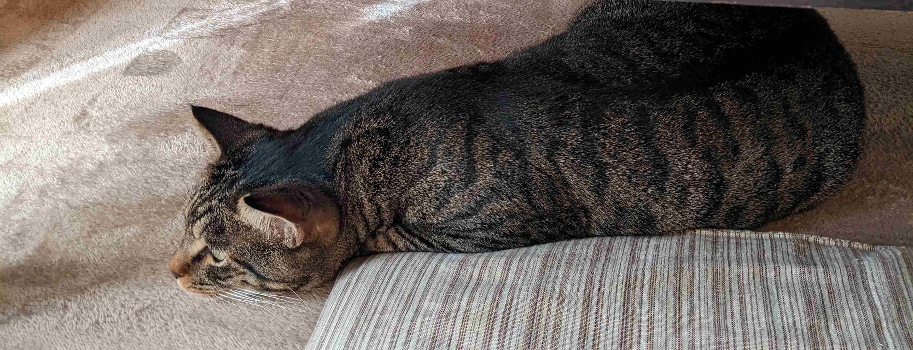 がるちゃん猫カフェ92号店開店しました♫(初めての方も大歓迎♫）