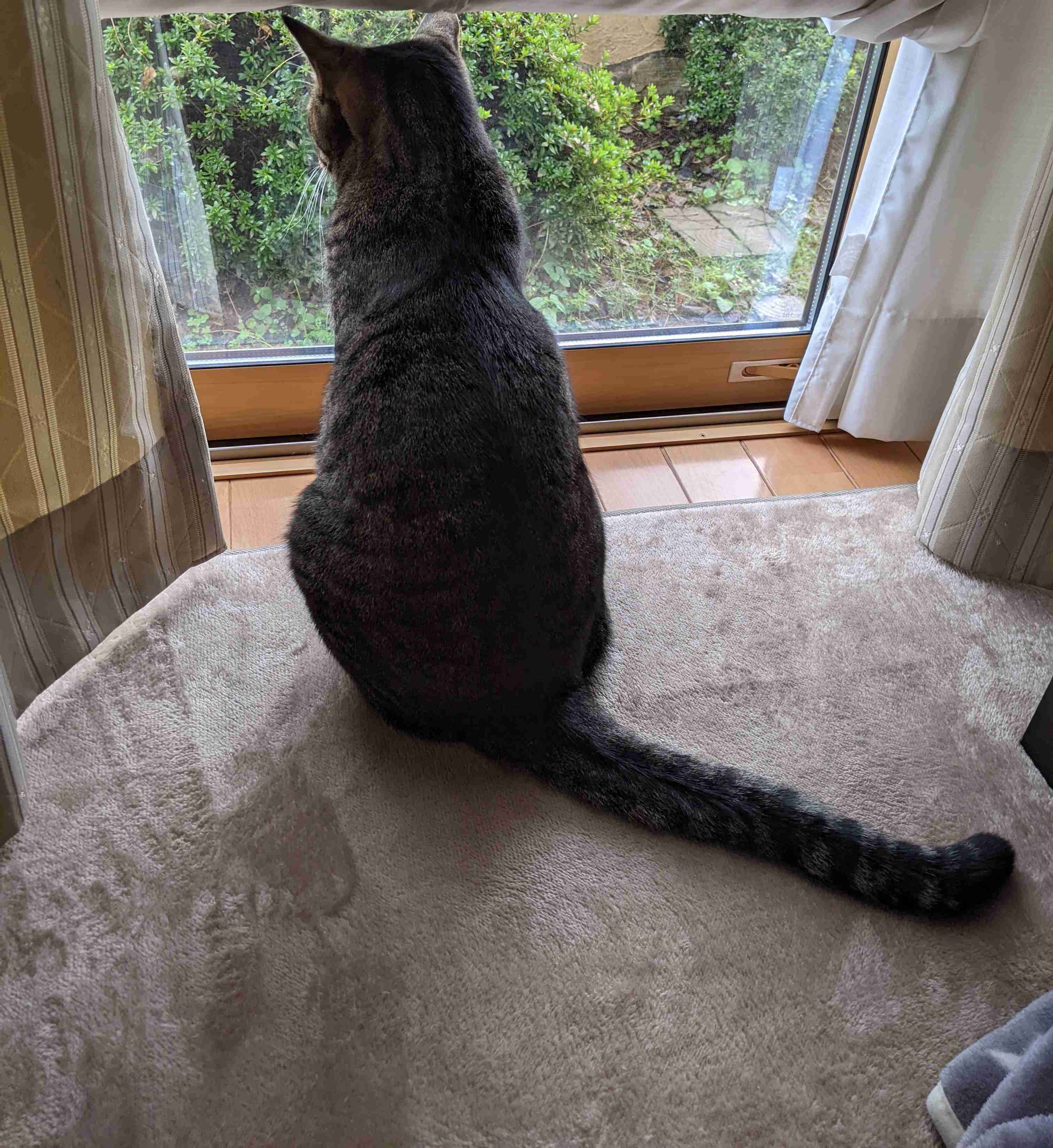 がるちゃん猫カフェ92号店開店しました♫(初めての方も大歓迎♫）