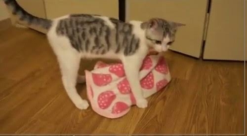 がるちゃん猫カフェ92号店開店しました♫(初めての方も大歓迎♫）