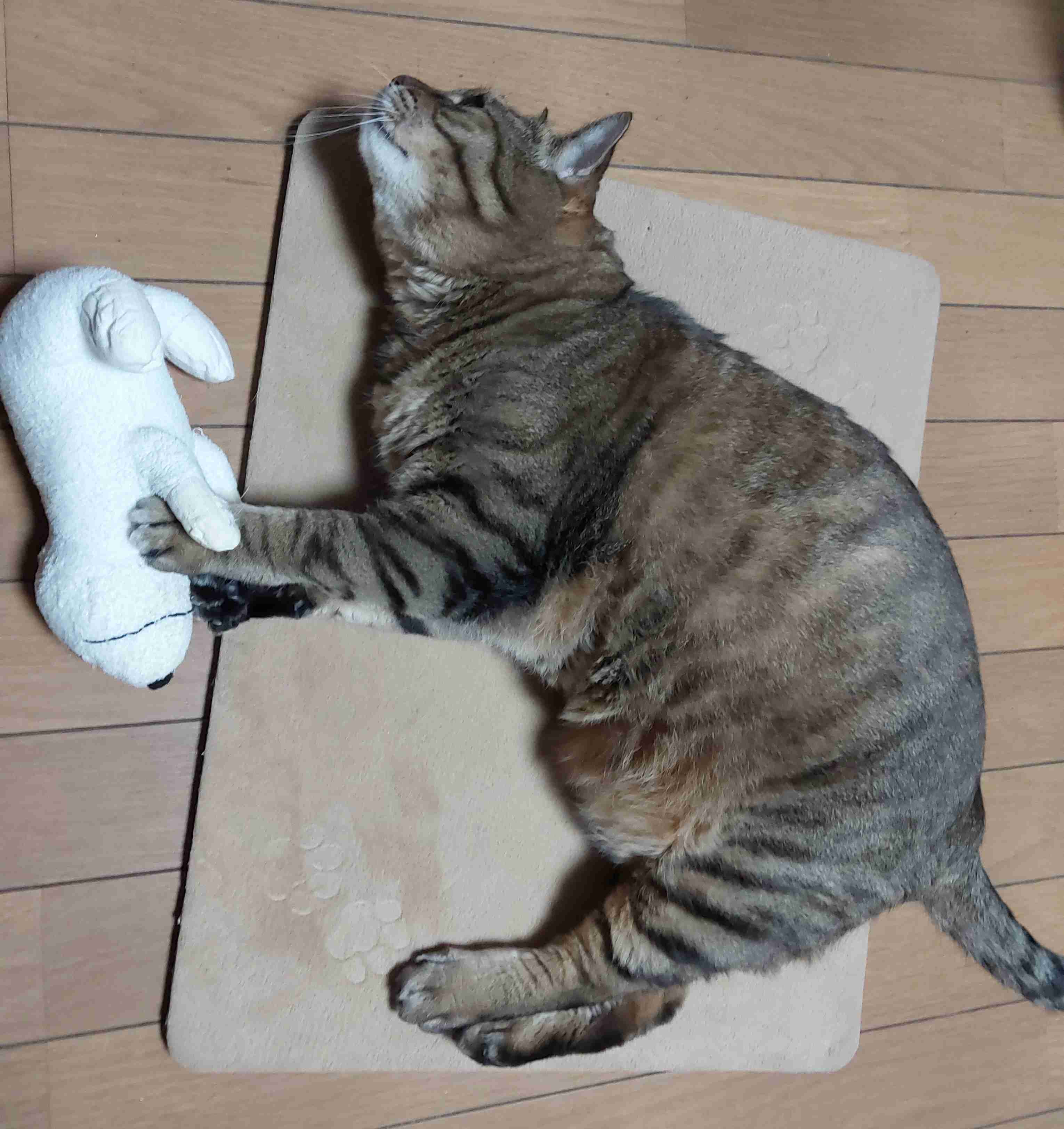 がるちゃん猫カフェ92号店開店しました♫(初めての方も大歓迎♫）