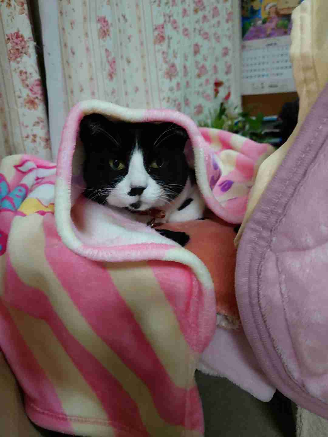 がるちゃん猫カフェ92号店開店しました♫(初めての方も大歓迎♫）