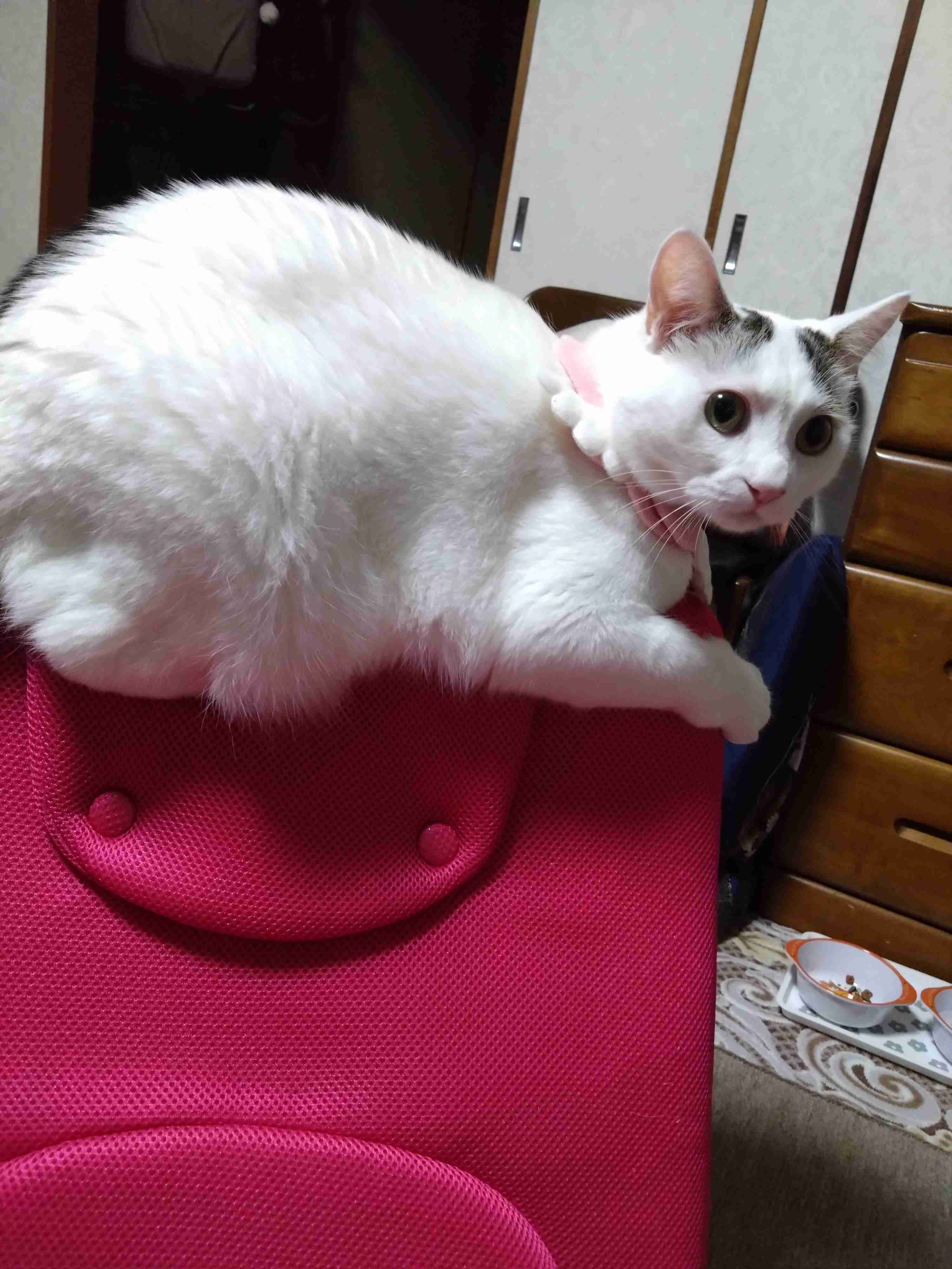 がるちゃん猫カフェ92号店開店しました♫(初めての方も大歓迎♫）