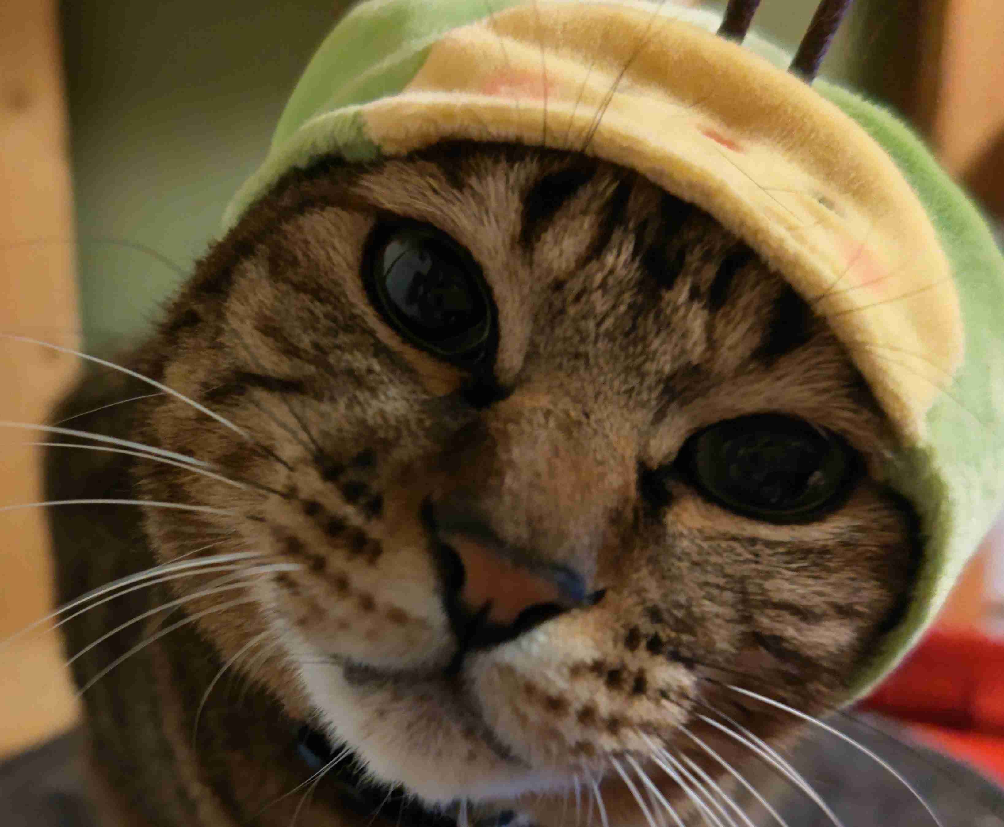 がるちゃん猫カフェ92号店開店しました♫(初めての方も大歓迎♫）