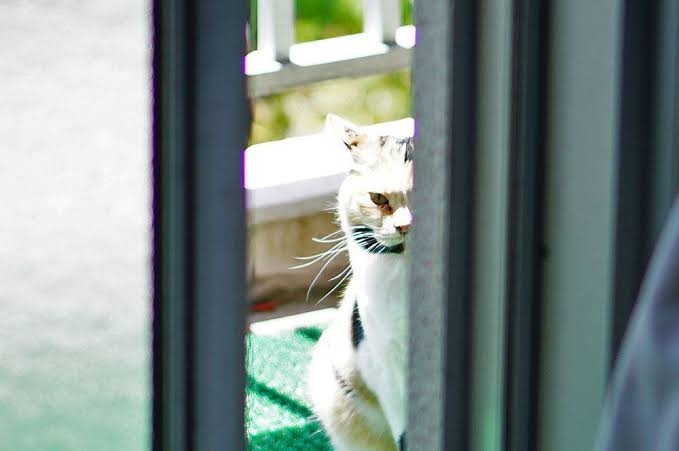 がるちゃん猫カフェ92号店開店しました♫(初めての方も大歓迎♫）