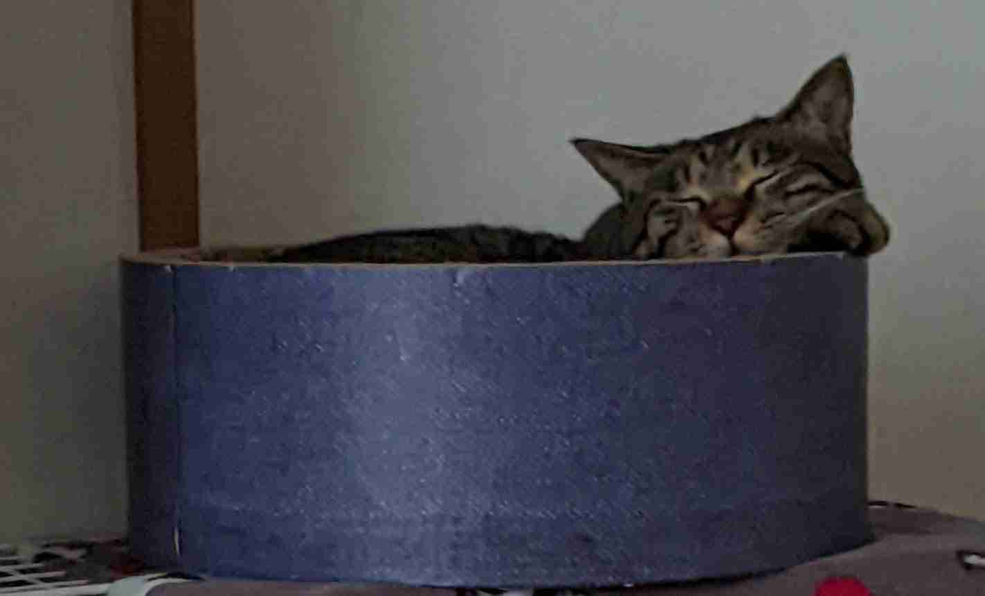 がるちゃん猫カフェ92号店開店しました♫(初めての方も大歓迎♫）