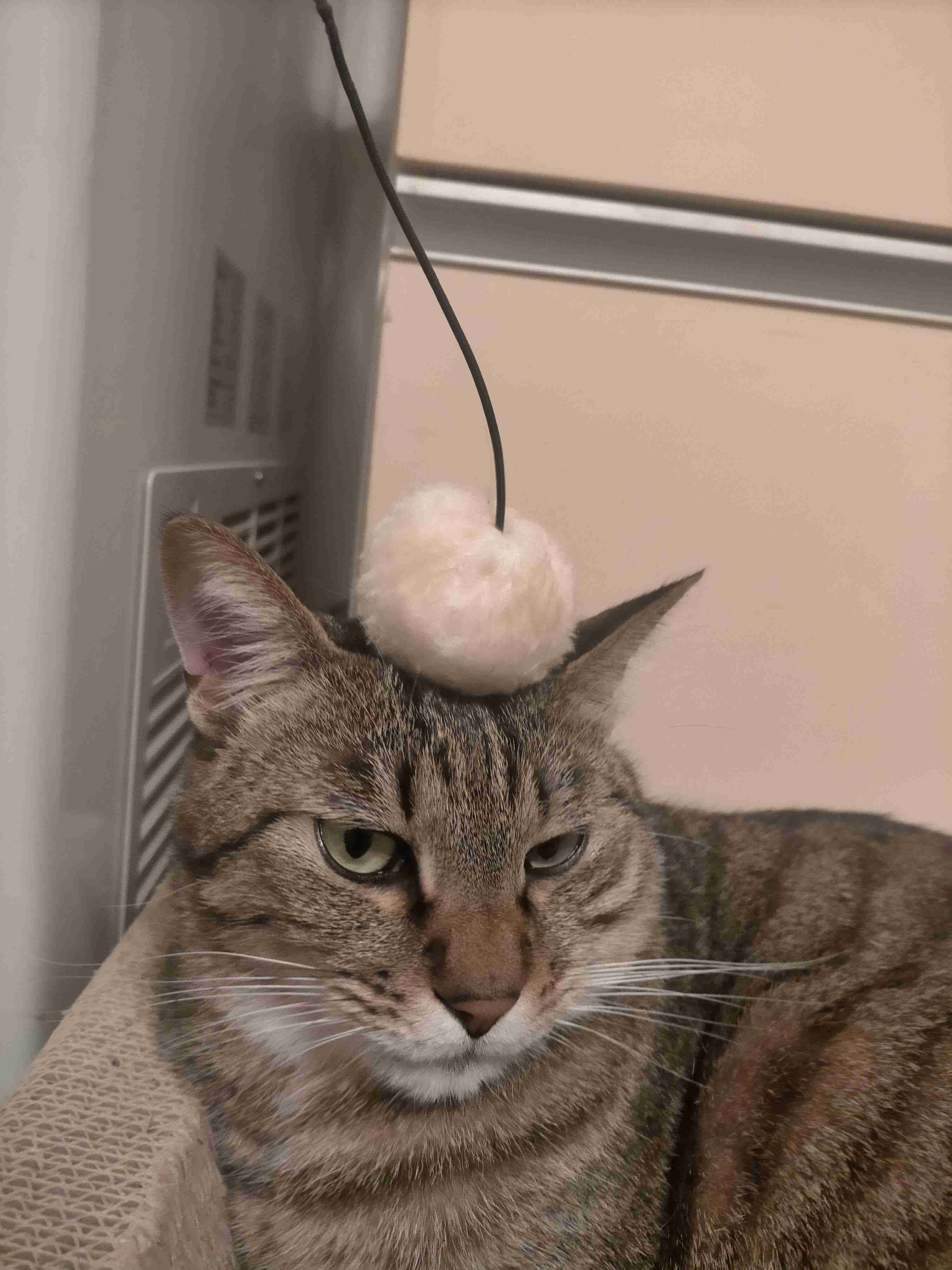 がるちゃん猫カフェ92号店開店しました♫(初めての方も大歓迎♫）