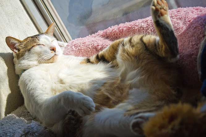 がるちゃん猫カフェ92号店開店しました♫(初めての方も大歓迎♫）