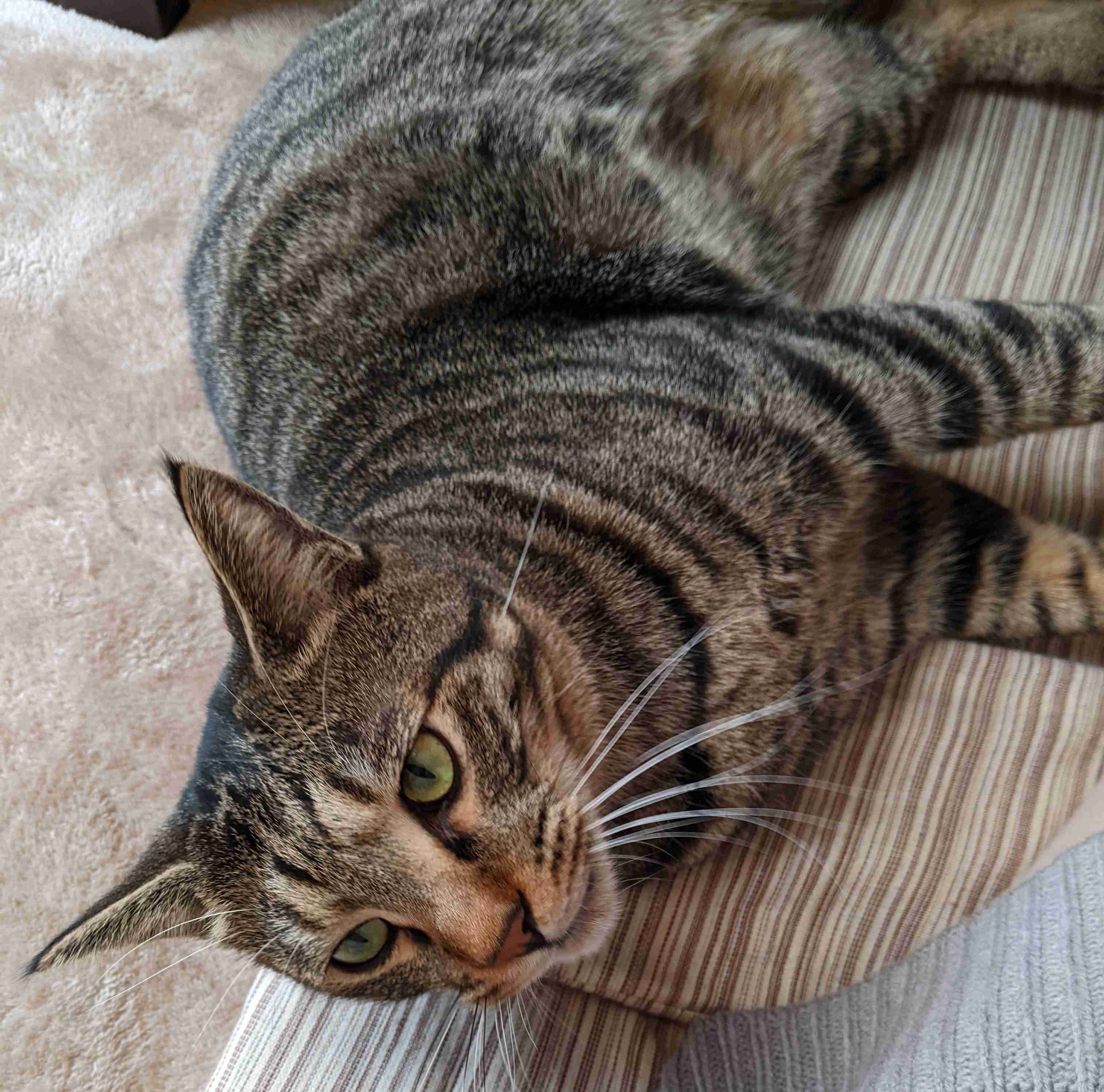 がるちゃん猫カフェ92号店開店しました♫(初めての方も大歓迎♫）